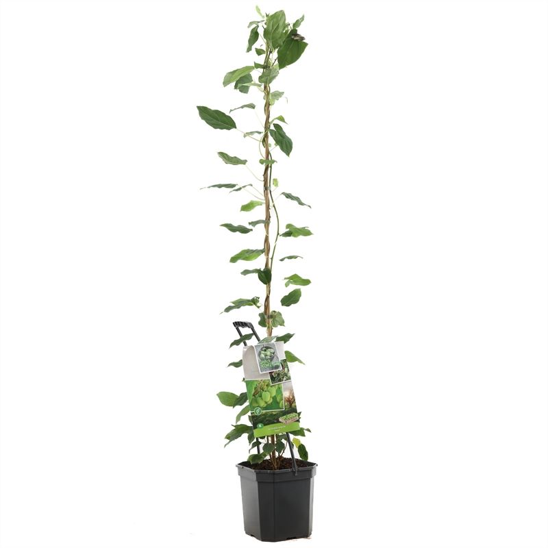 Actinidia arguta 'Issai'