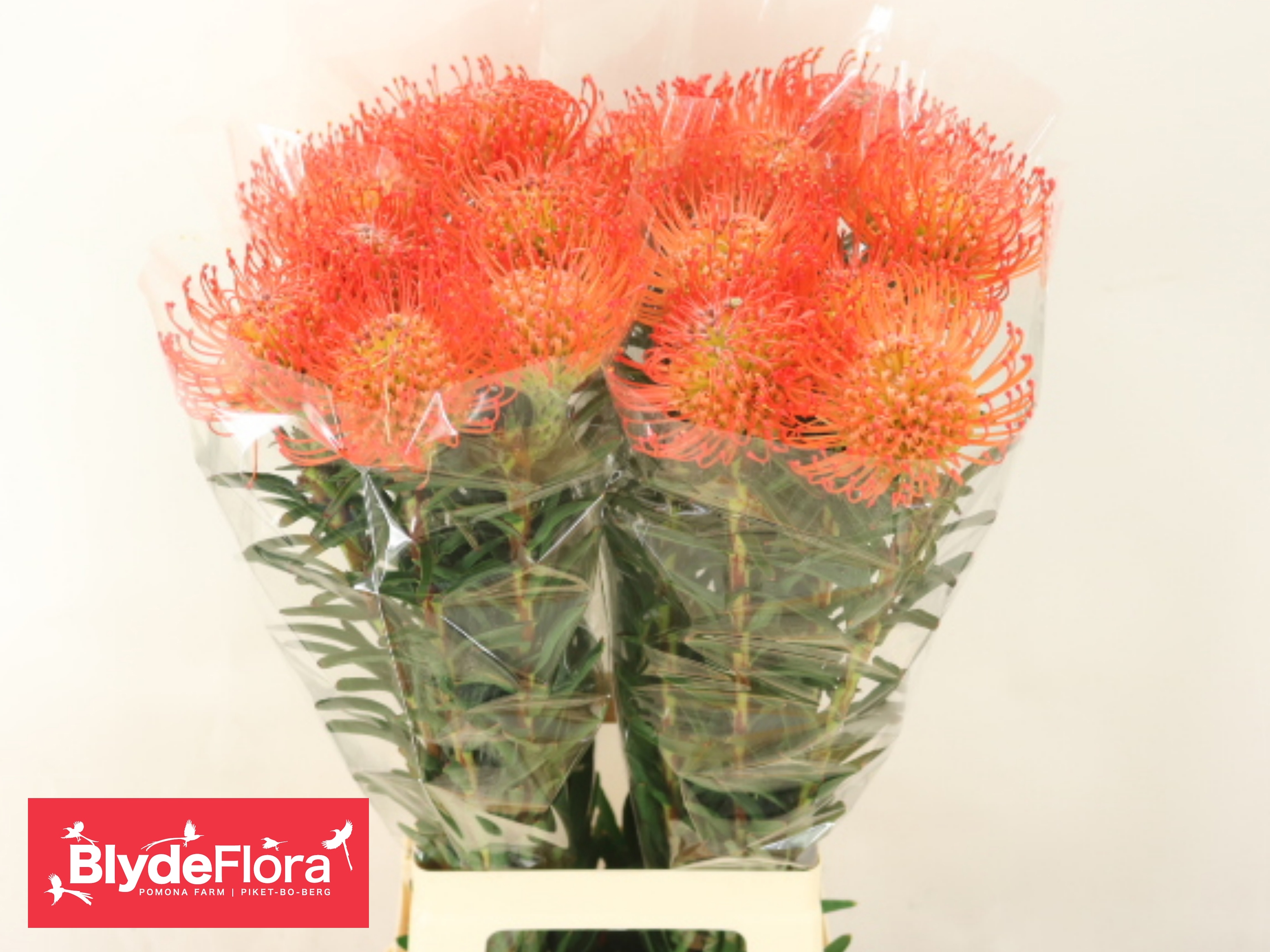 Leucospermum Succession 80cm