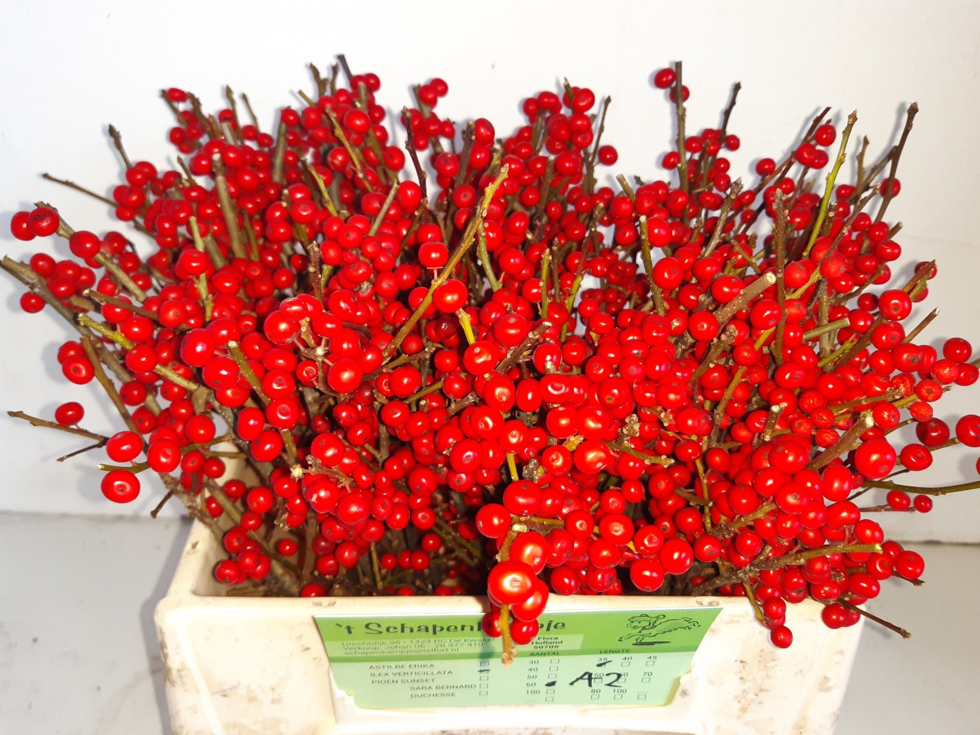 Ilex Verticlilata 40cm