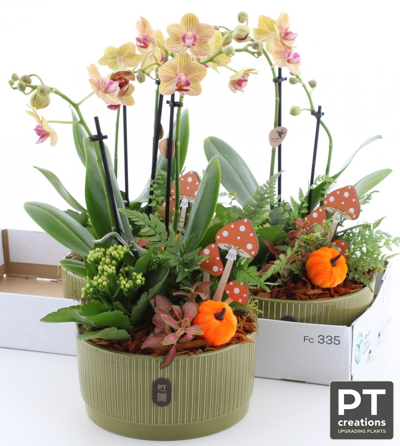 Arr Kamerplanten H% 18P 38H