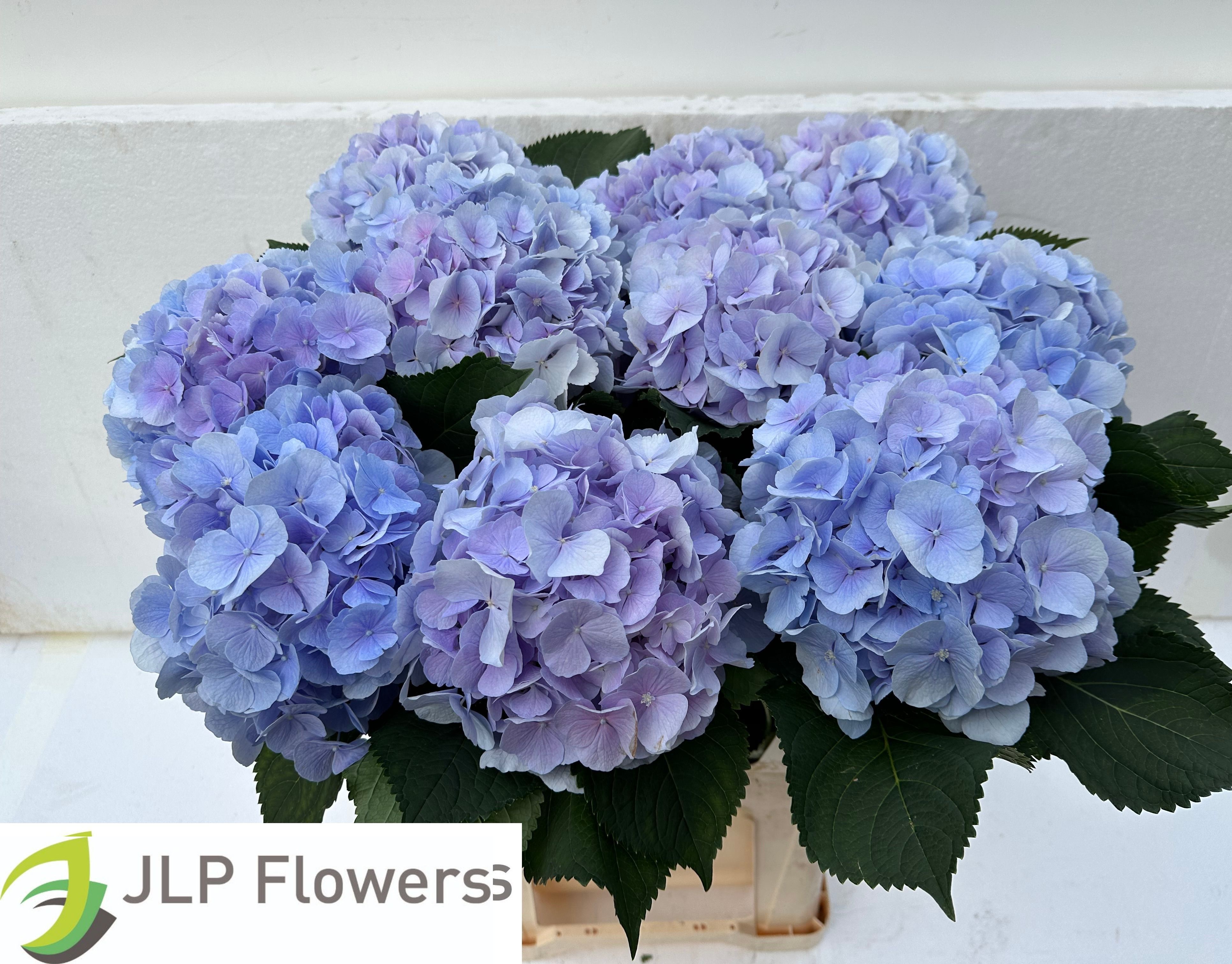 Hydrangea Verena Blue 80cm 23Ø