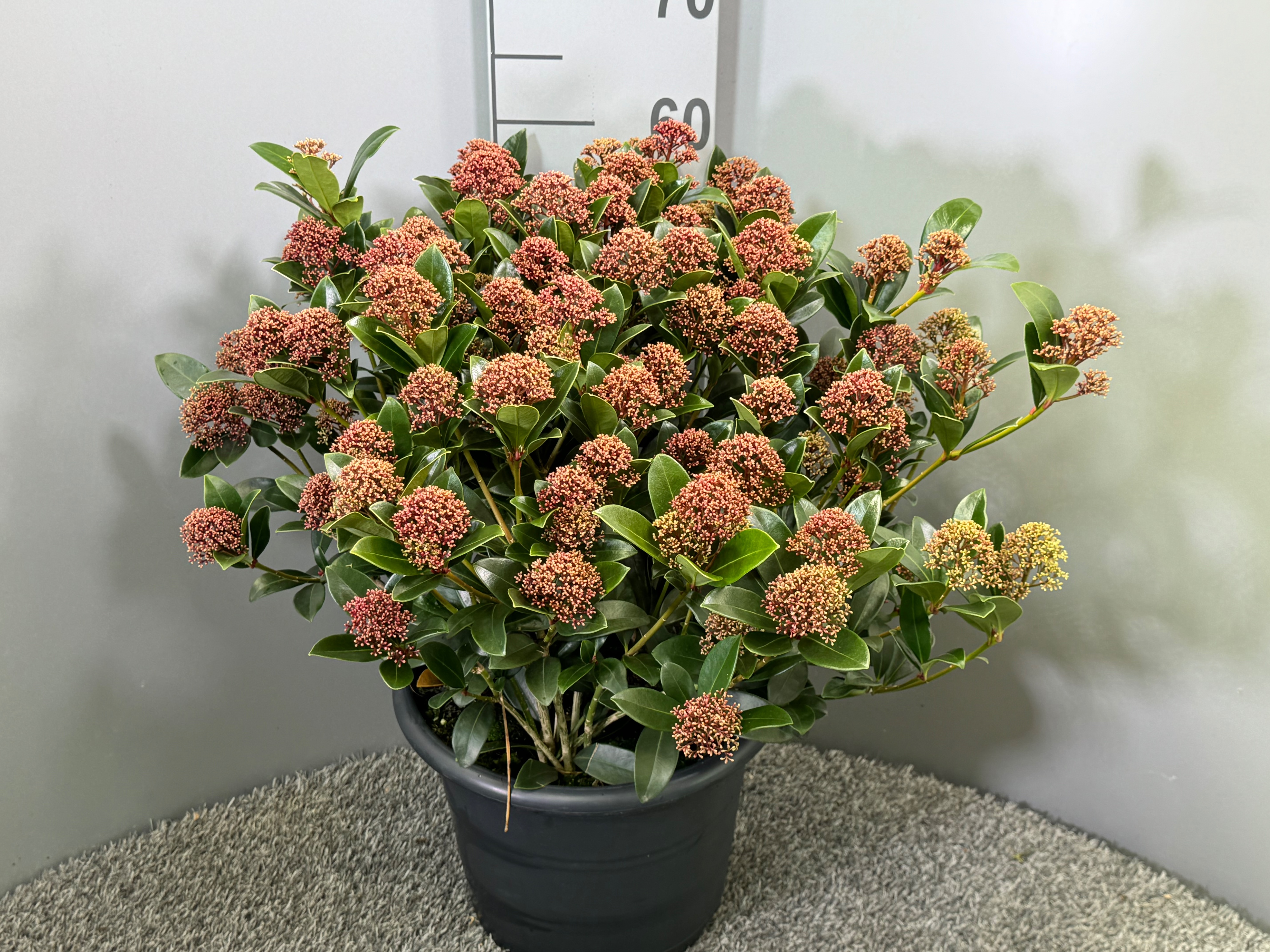 Picture of Skimmia japonica Rubesta Dani P29 (10 Ltr) (LOOSE)