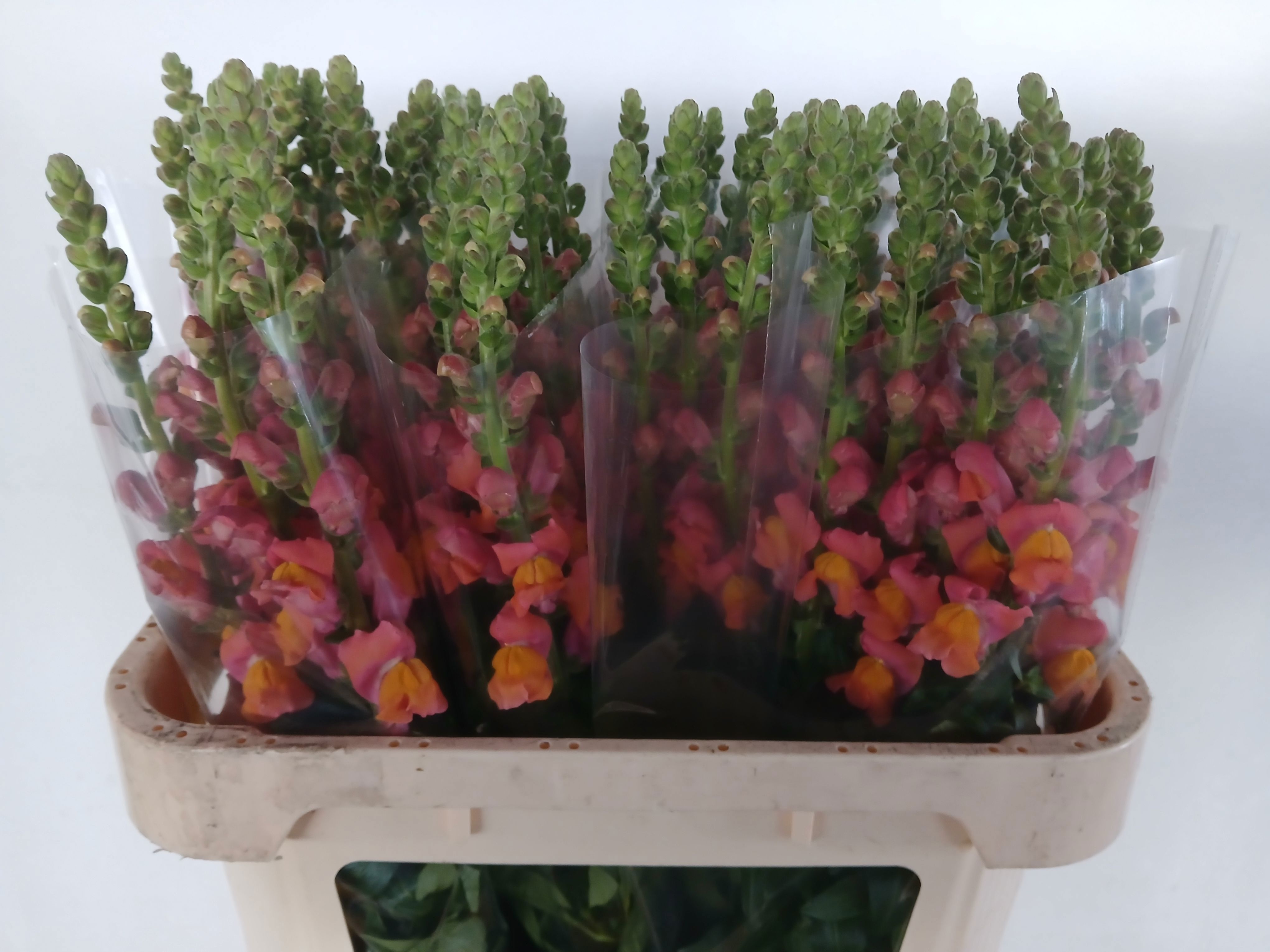 Antirrhinum Avignon Dark Orange 70cm