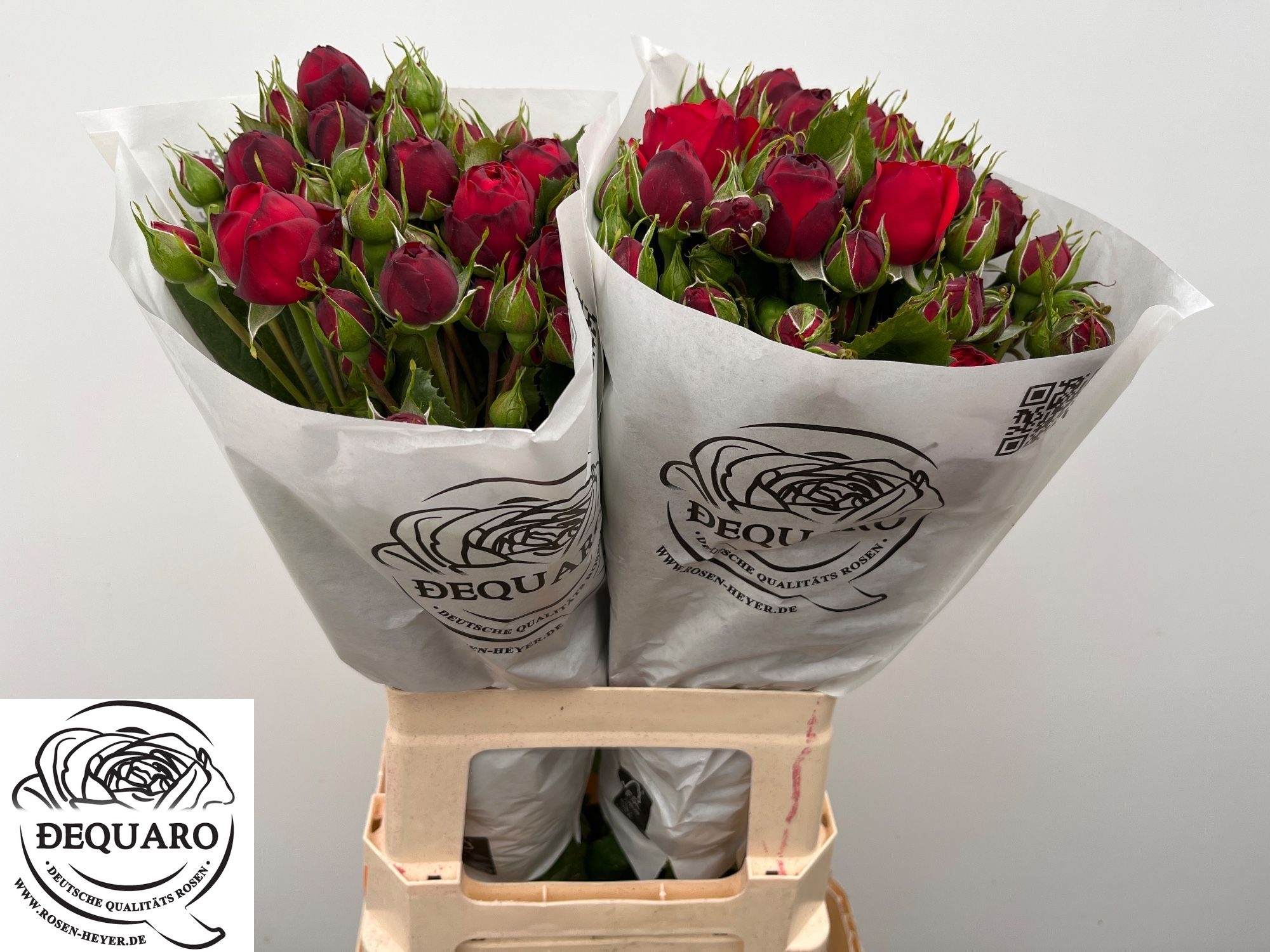 Rosa Garden Red Piano 60cm