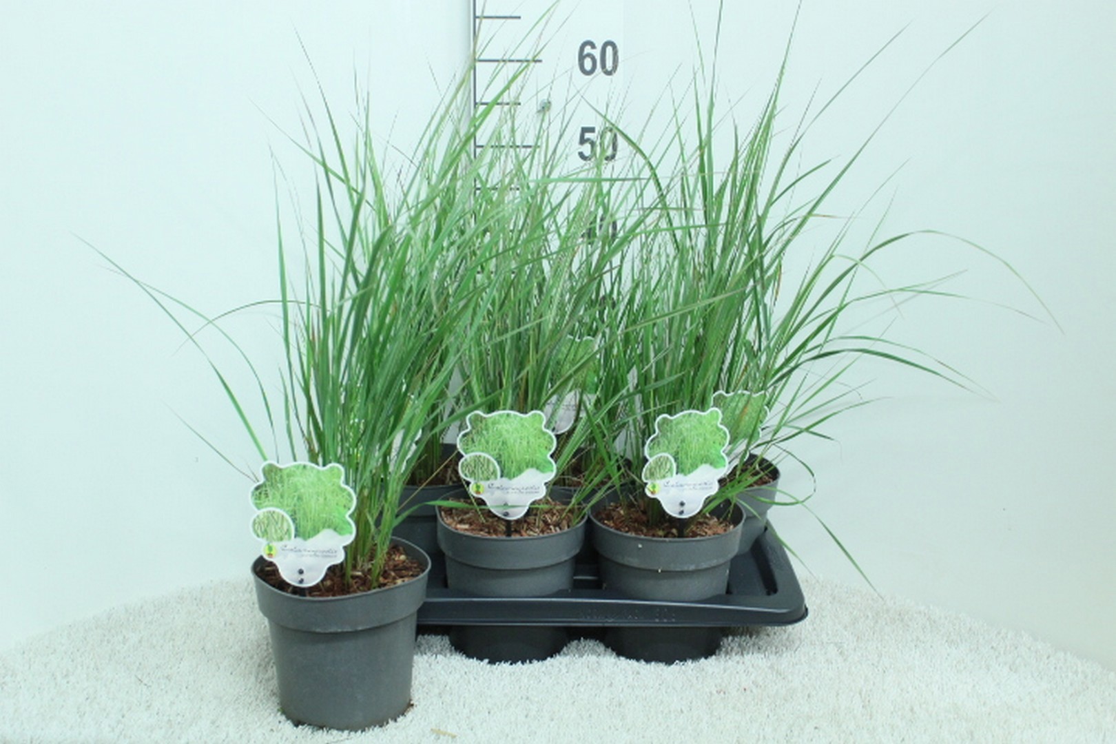 Calamagrostis acutiflora 'Overdam'