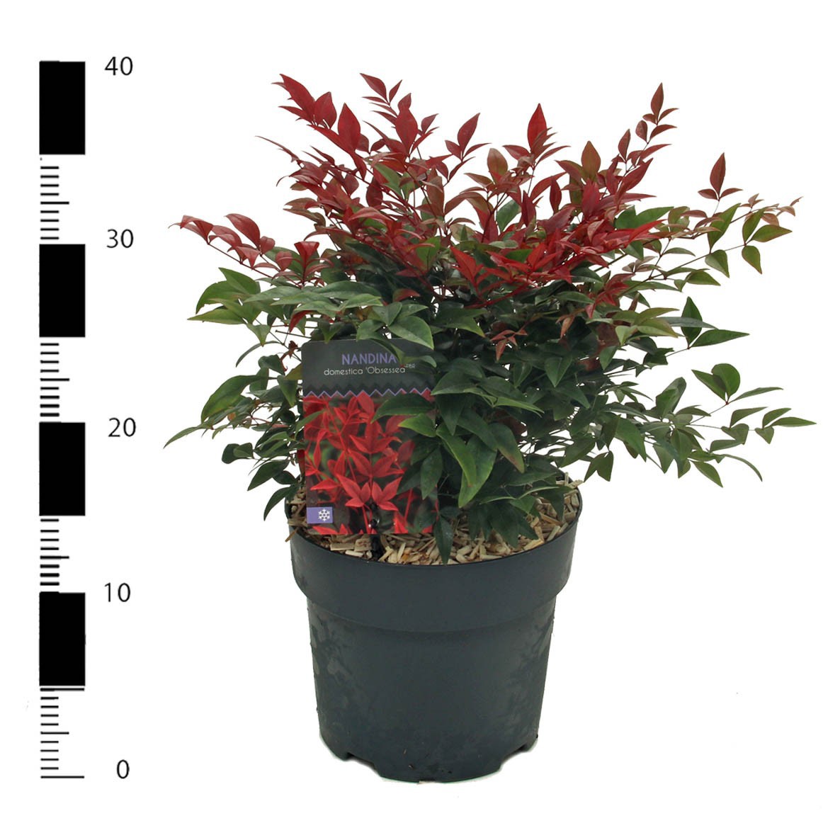 Picture of Nandina domestica 'Obsessed'