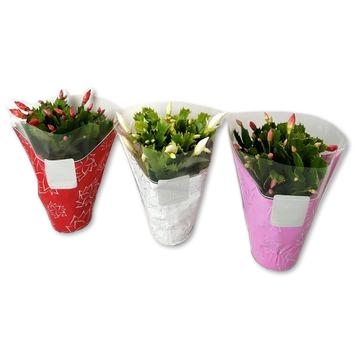 Picture of Schlumbergera truncata Flame 3 colour mix GFN sleeve P12 30CM