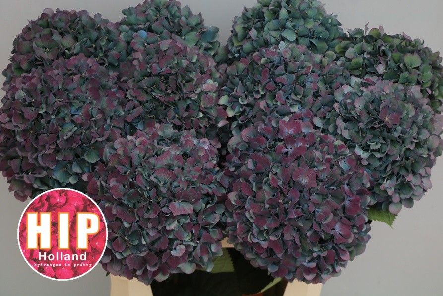 Hydr M Pimpernel Cl