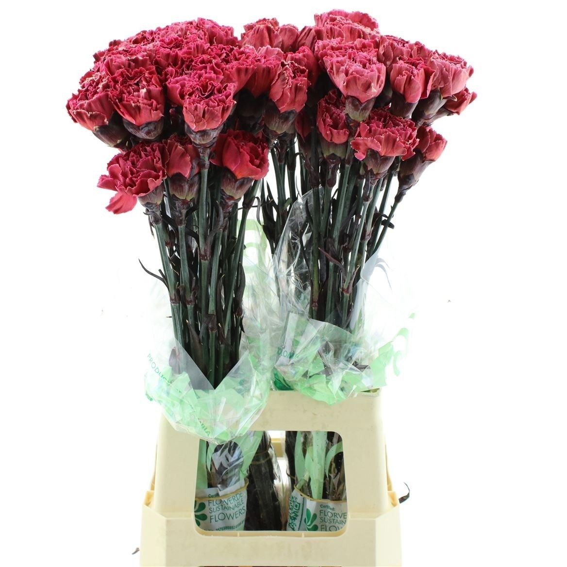 Dianthus St Painted 70cm