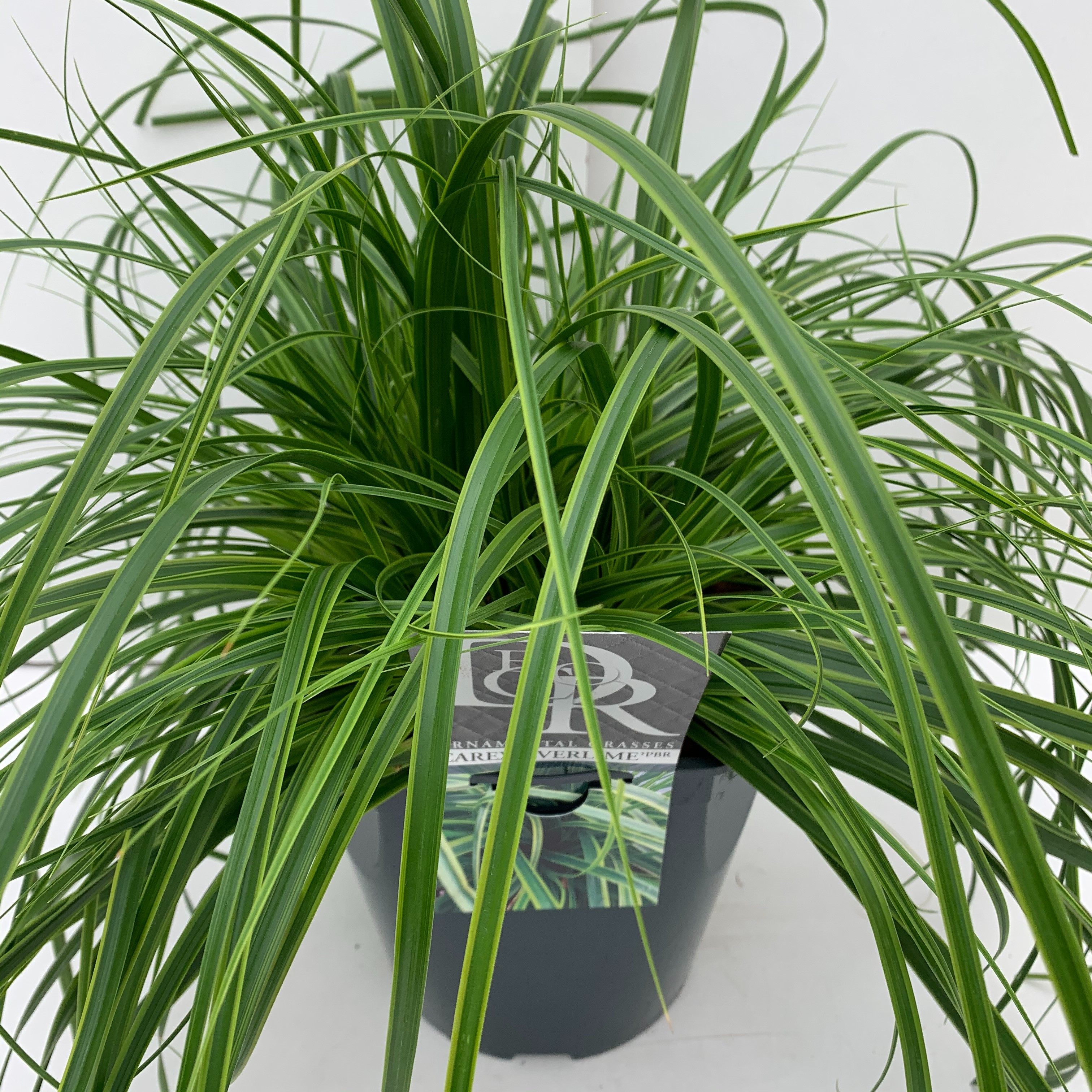 Picture of Carex Everlime P23 (5 Ltr) SQUARE (LOOSE)