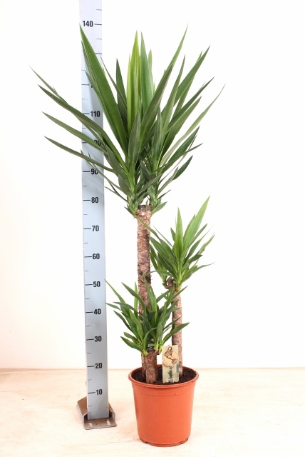Yucca 24P 140H 3stek 2kop