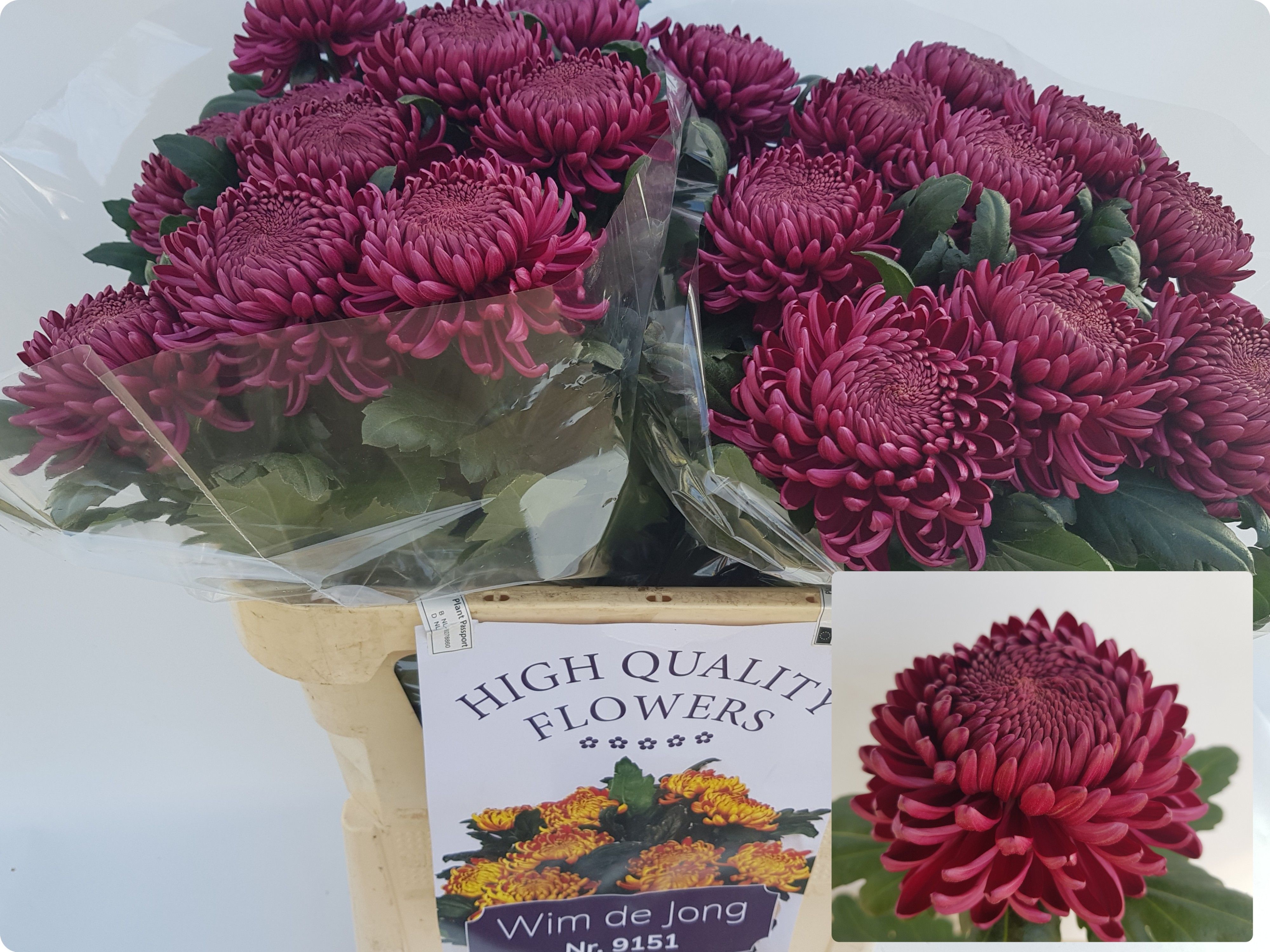 Chrys Single Bigoudi Purple 80cm 110gram