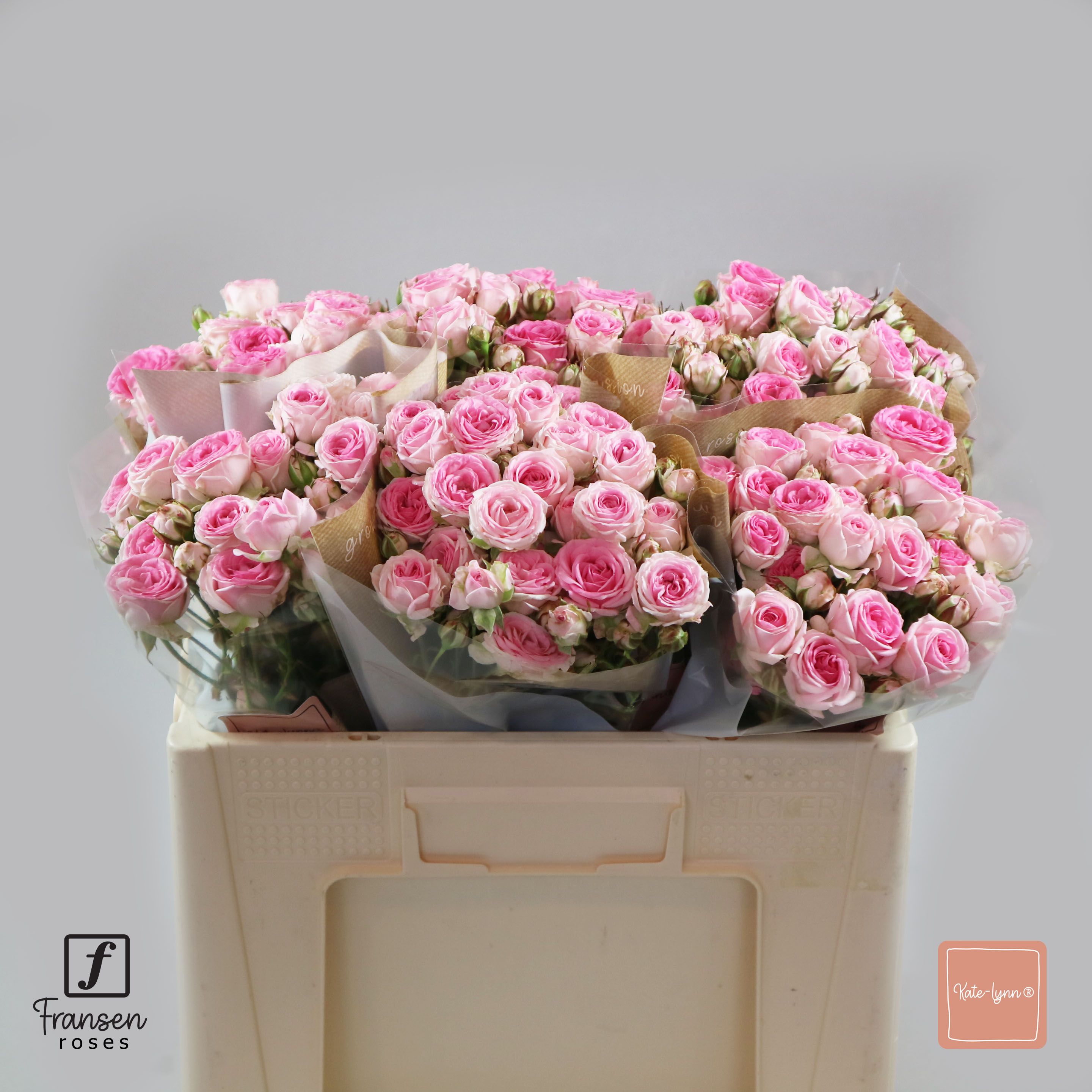 Rosa spray Kate-Lynn R TR KATE-LYNN | Roses | Rozen