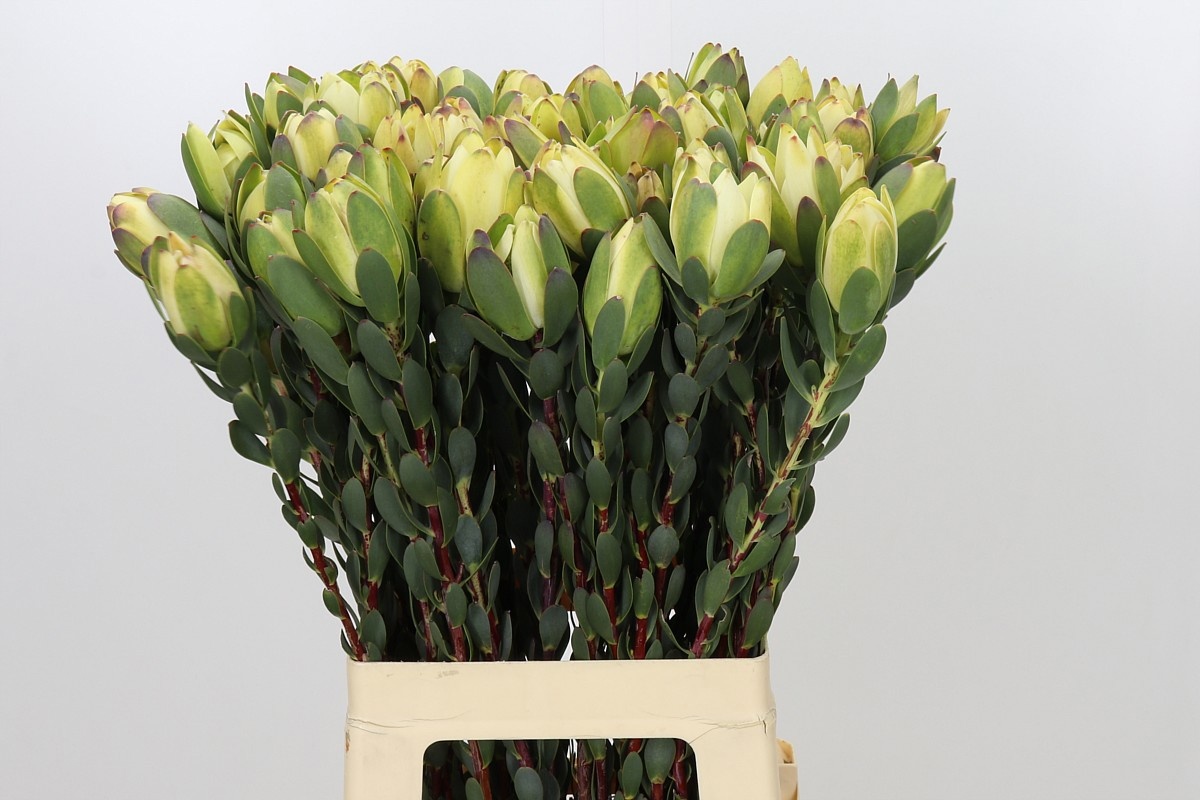 Leucadendron Discolor 70cm