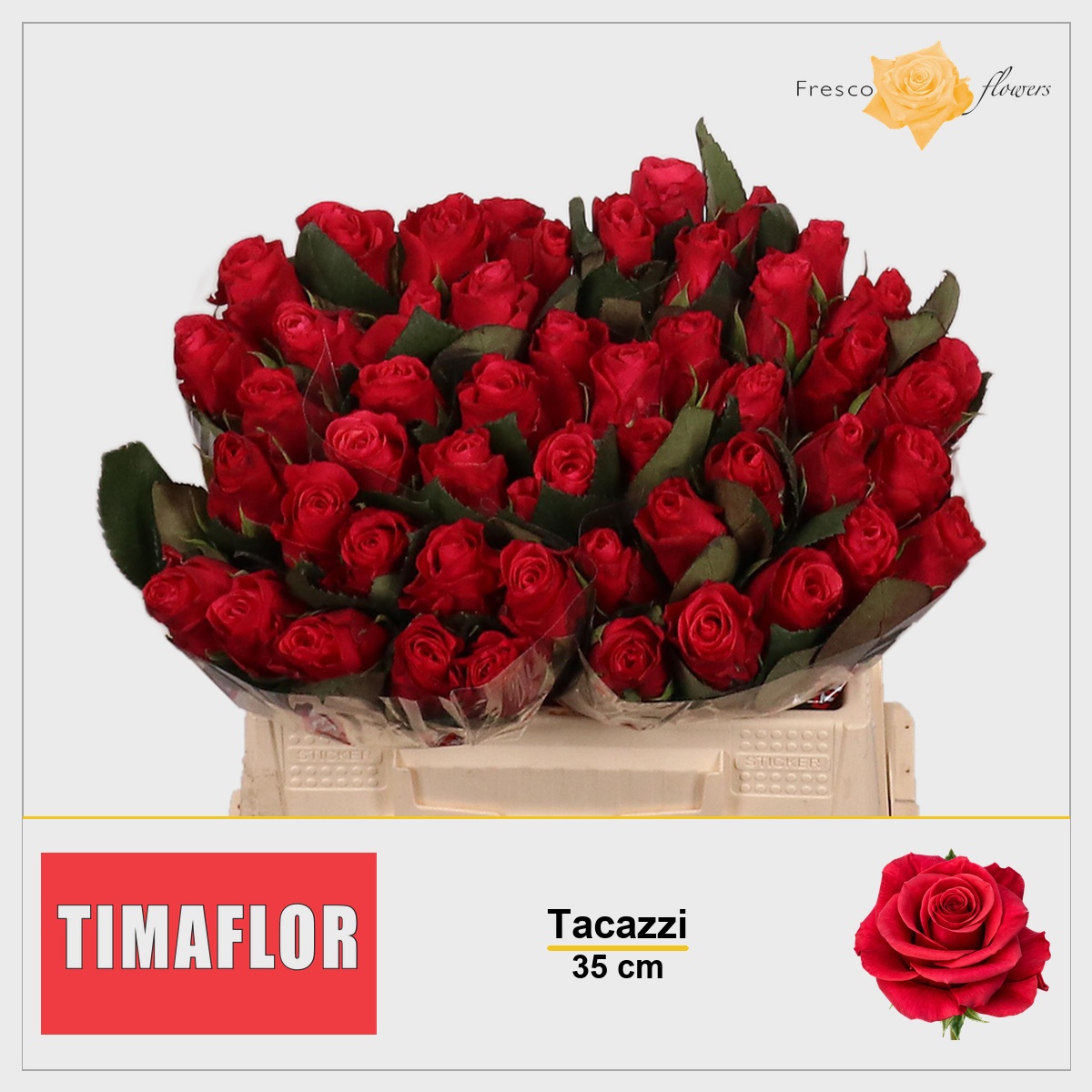 Rosa Tacazzi 35cm