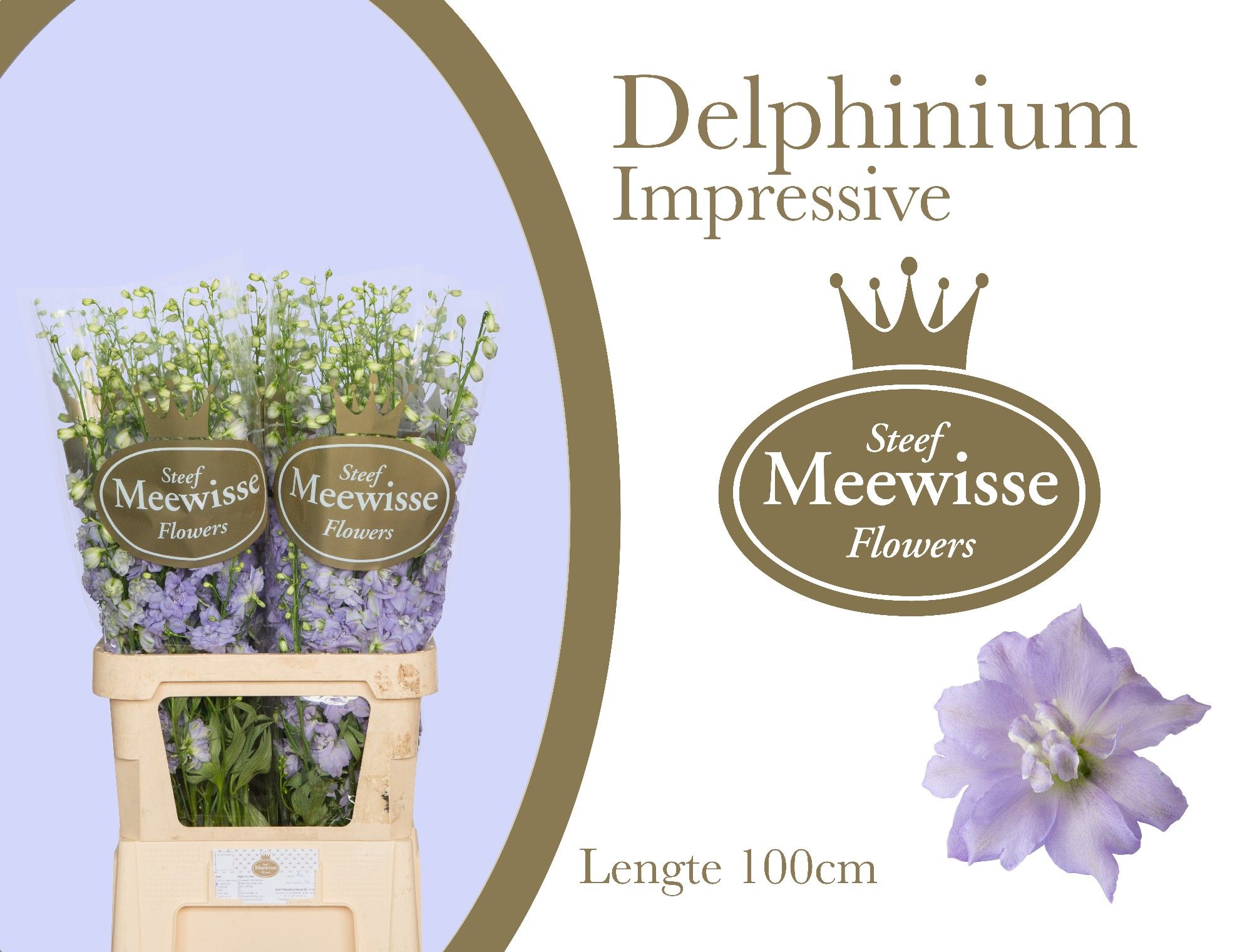 Delph El Dew Impress