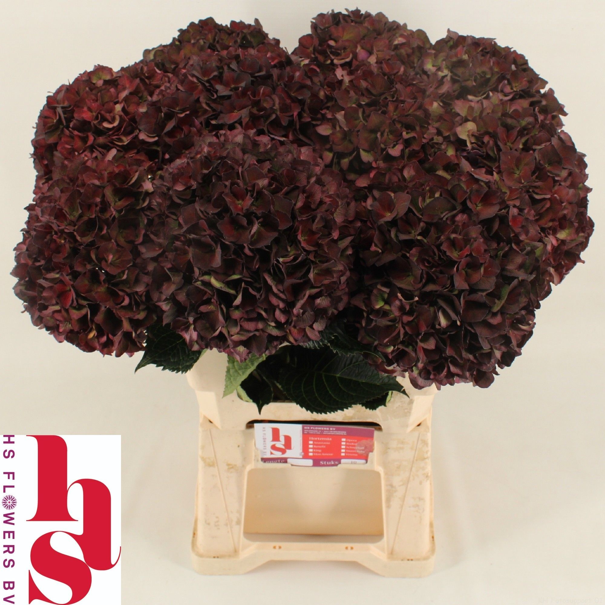 Hydrangea Ruby Pink Classic 60cm 20Ø