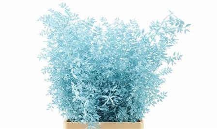 Dried/preserved Flowers Misc 70cm 18gram