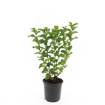 Plantline | Spiraea densiflora P14