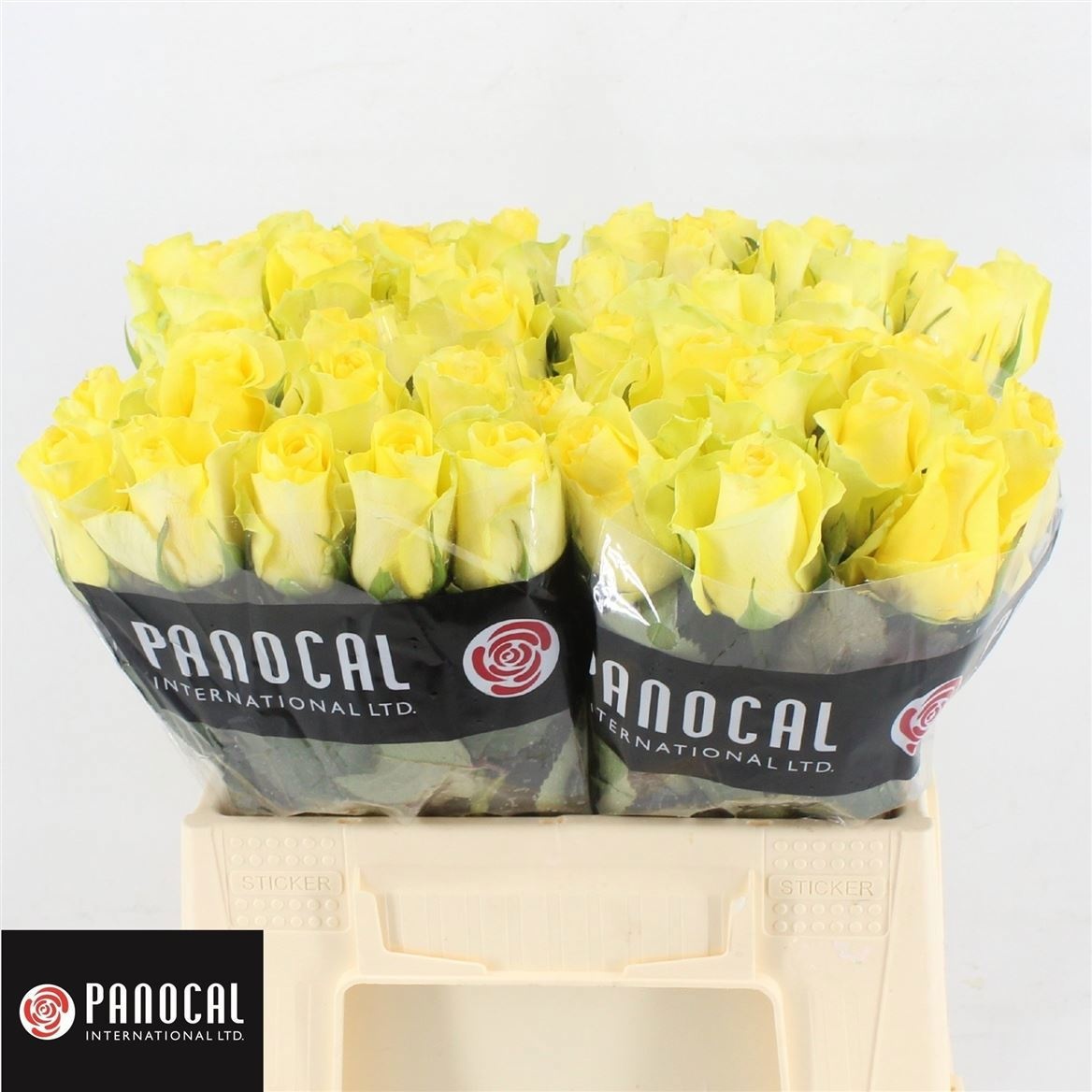 R Gr Minion Rose