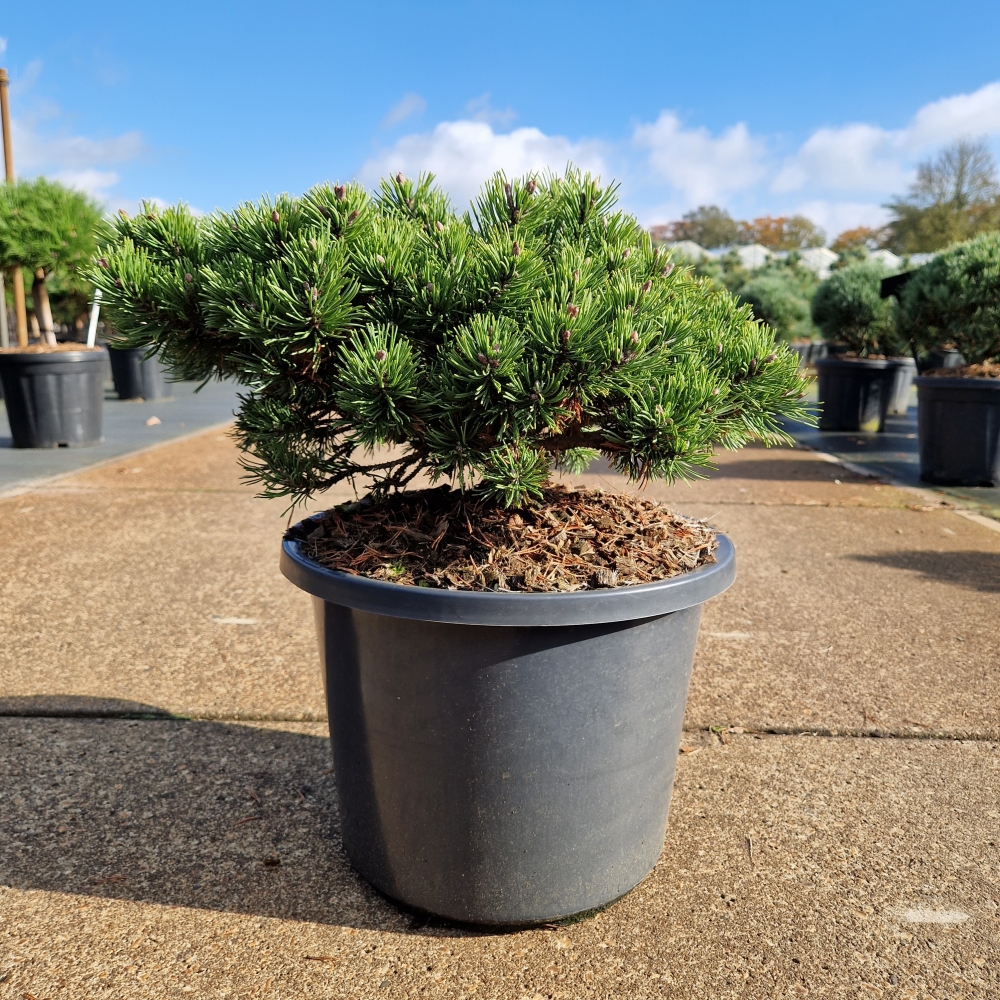 Picture of Pinus mugo Klostergrün C12 35/40 (LOOSE)