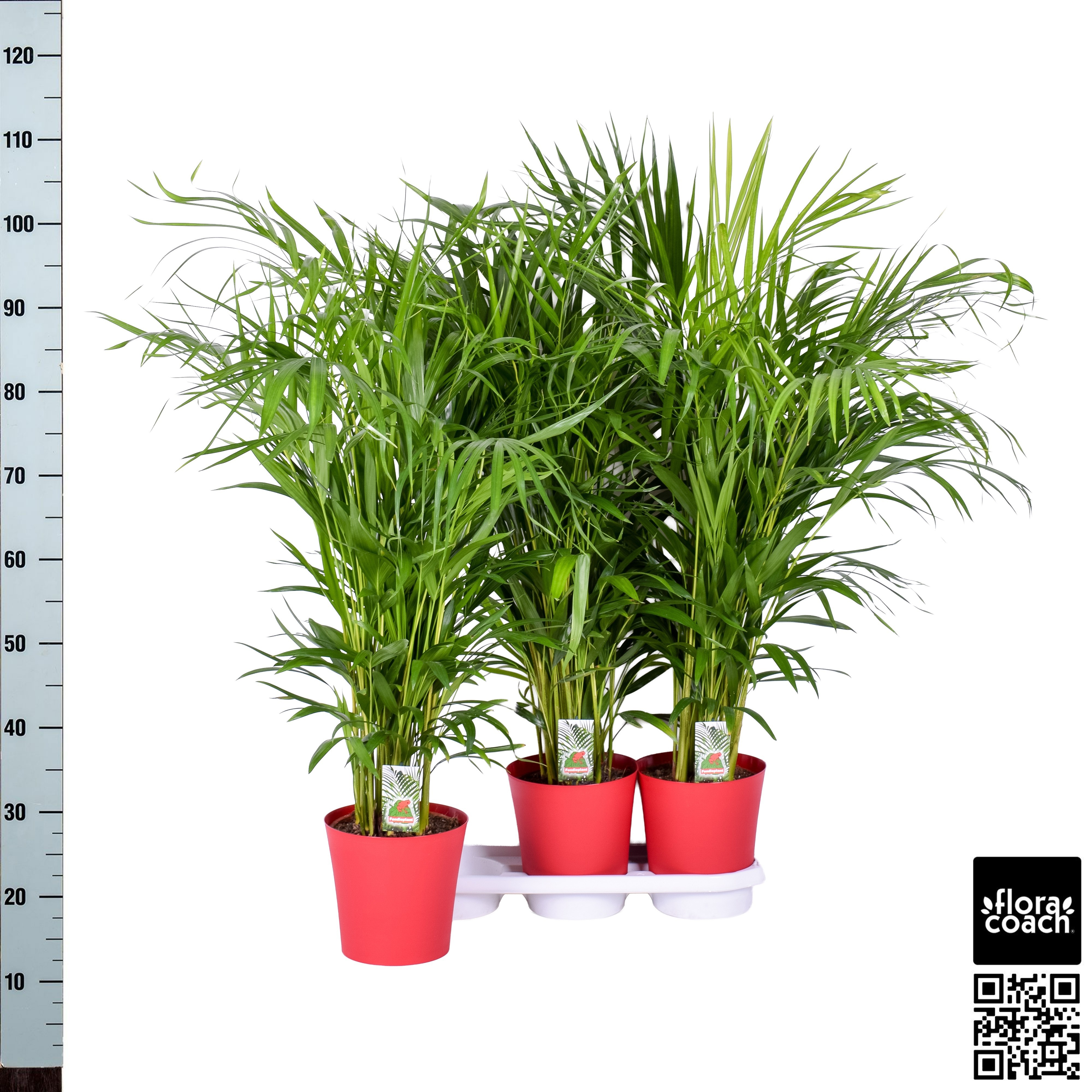 Dypsis Lutescens 20P 120H 25stek