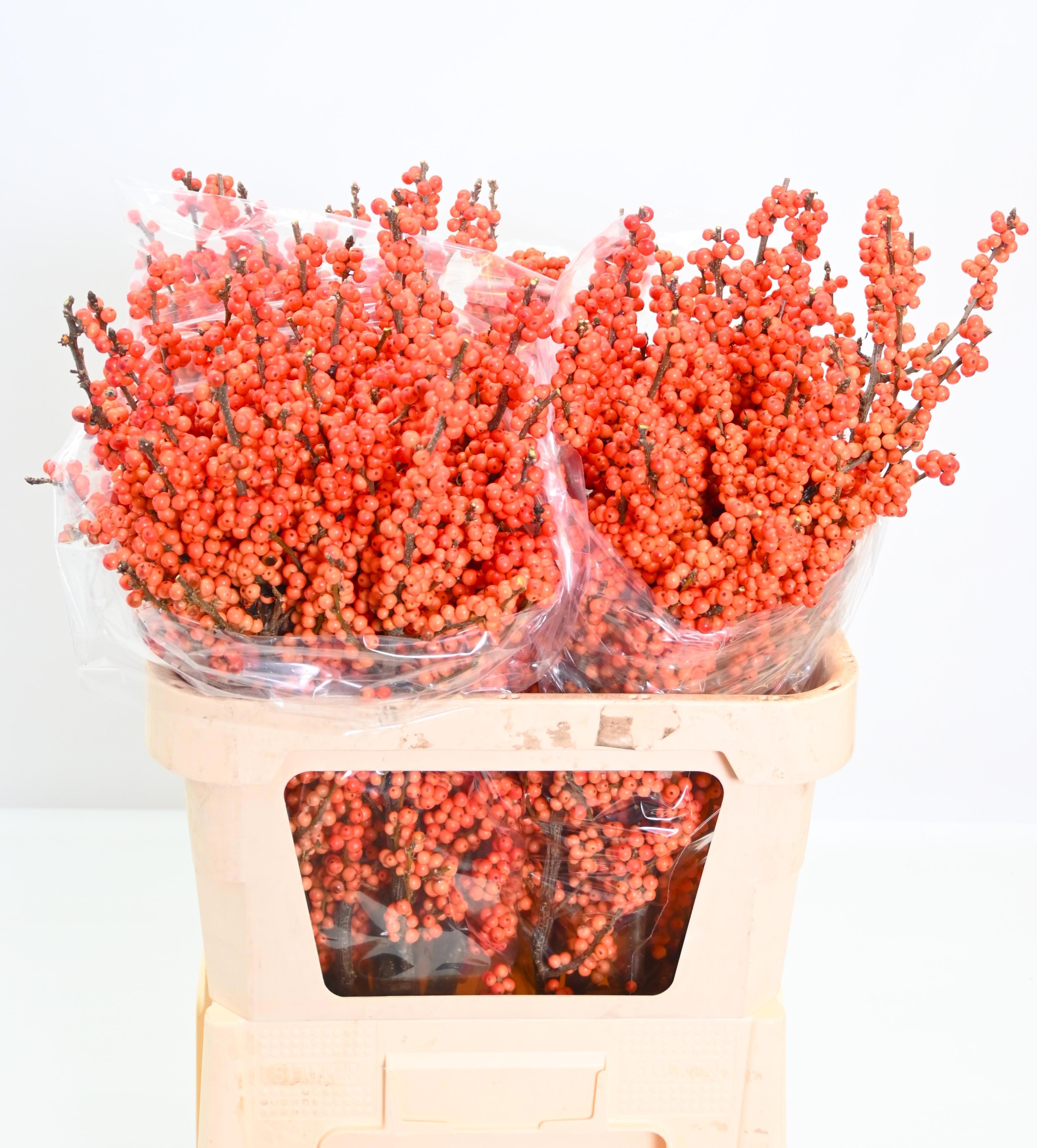 Ilex Winter Gold 80cm