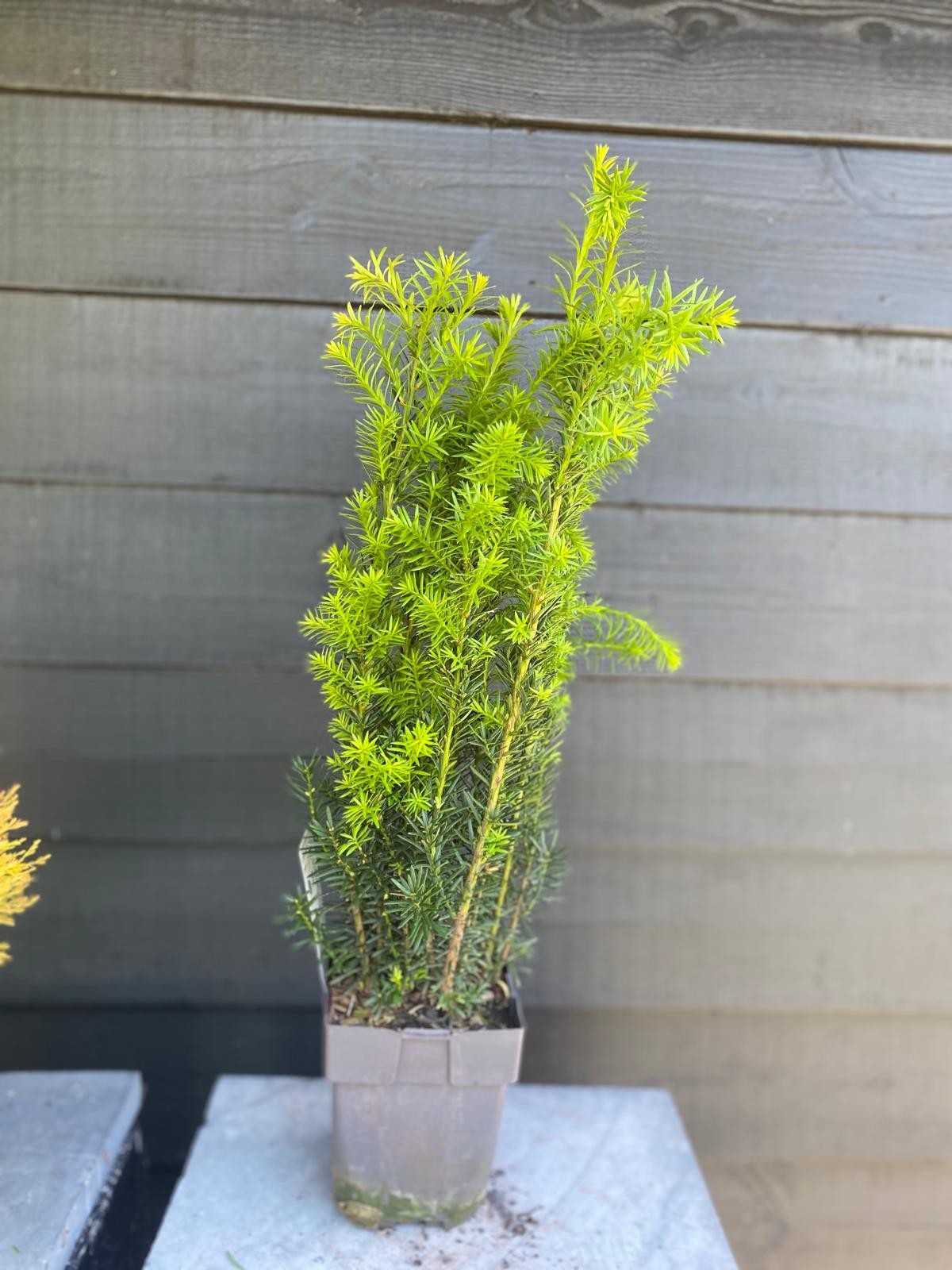 Picture of Taxus media 'Hicksii' P17