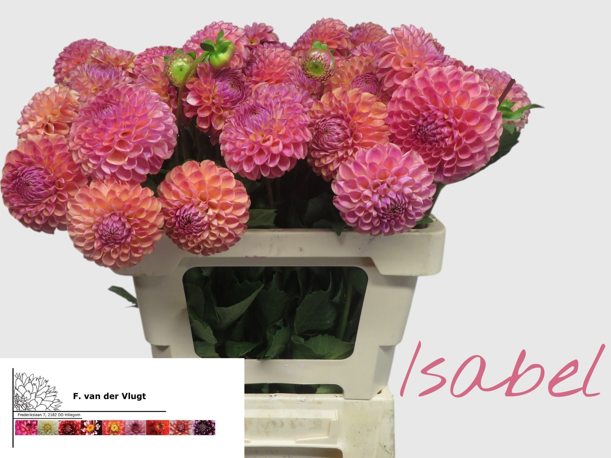 Dahlia 50cm