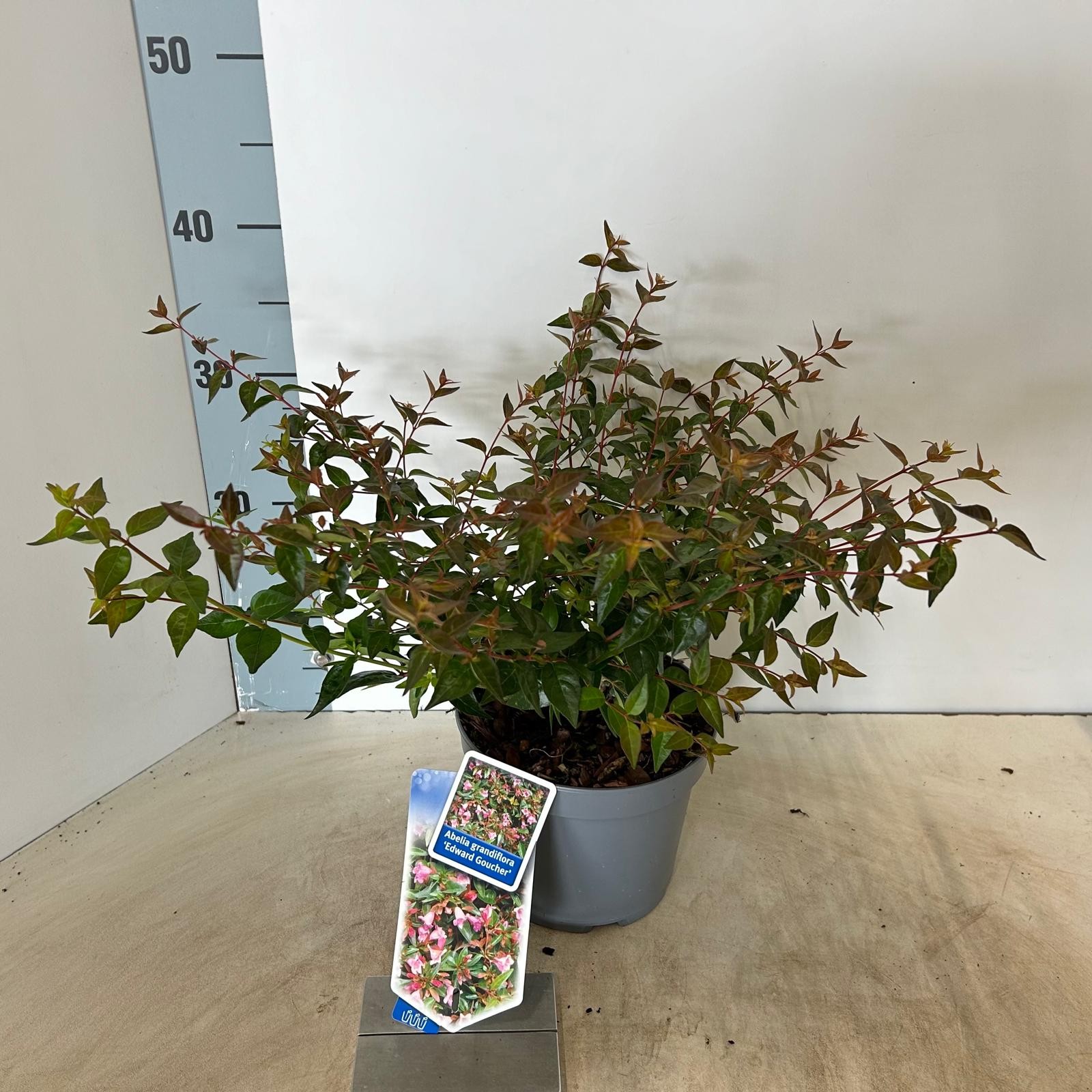 Picture of Abelia Edward Goucher P17 (2 Ltr)