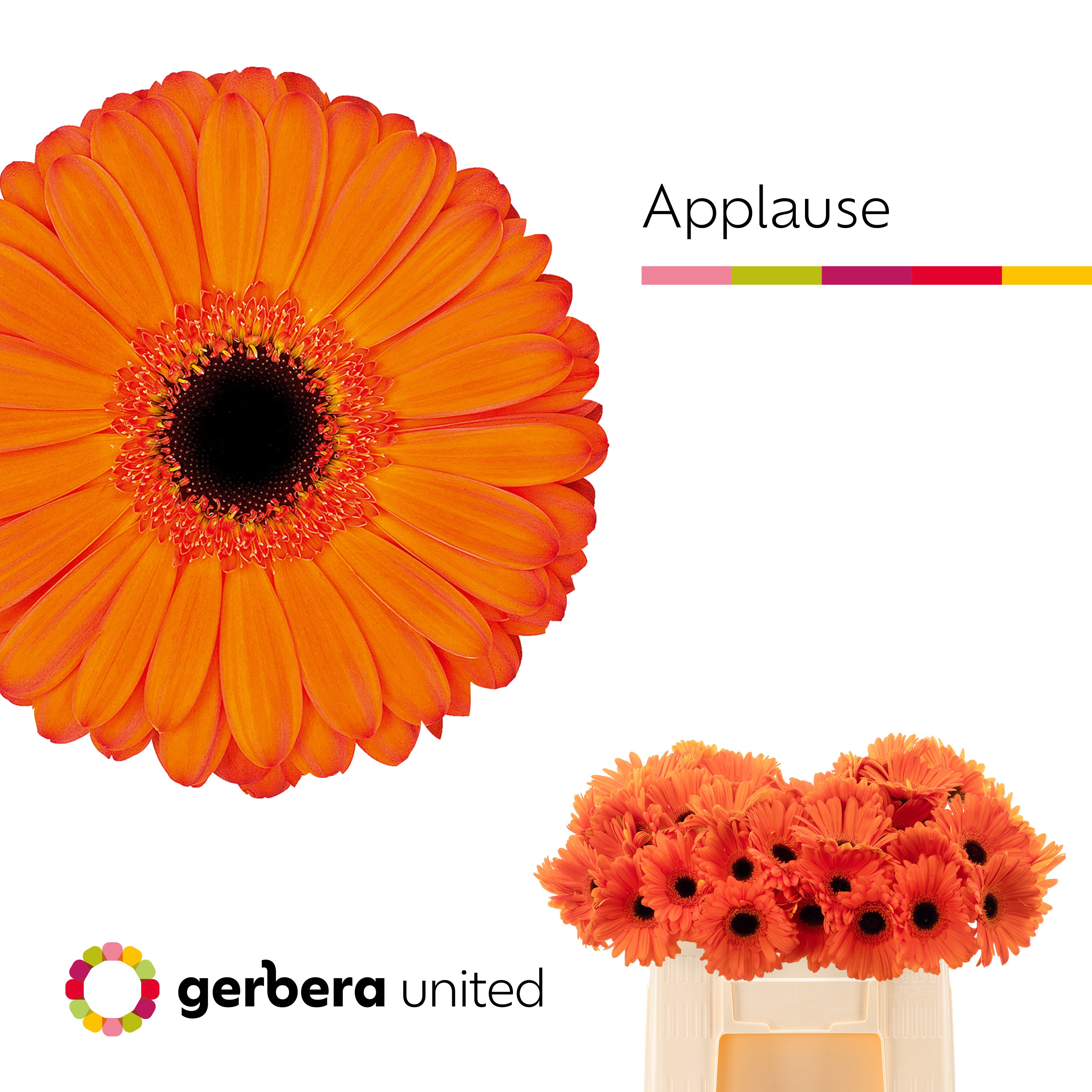 Gerbera Applause