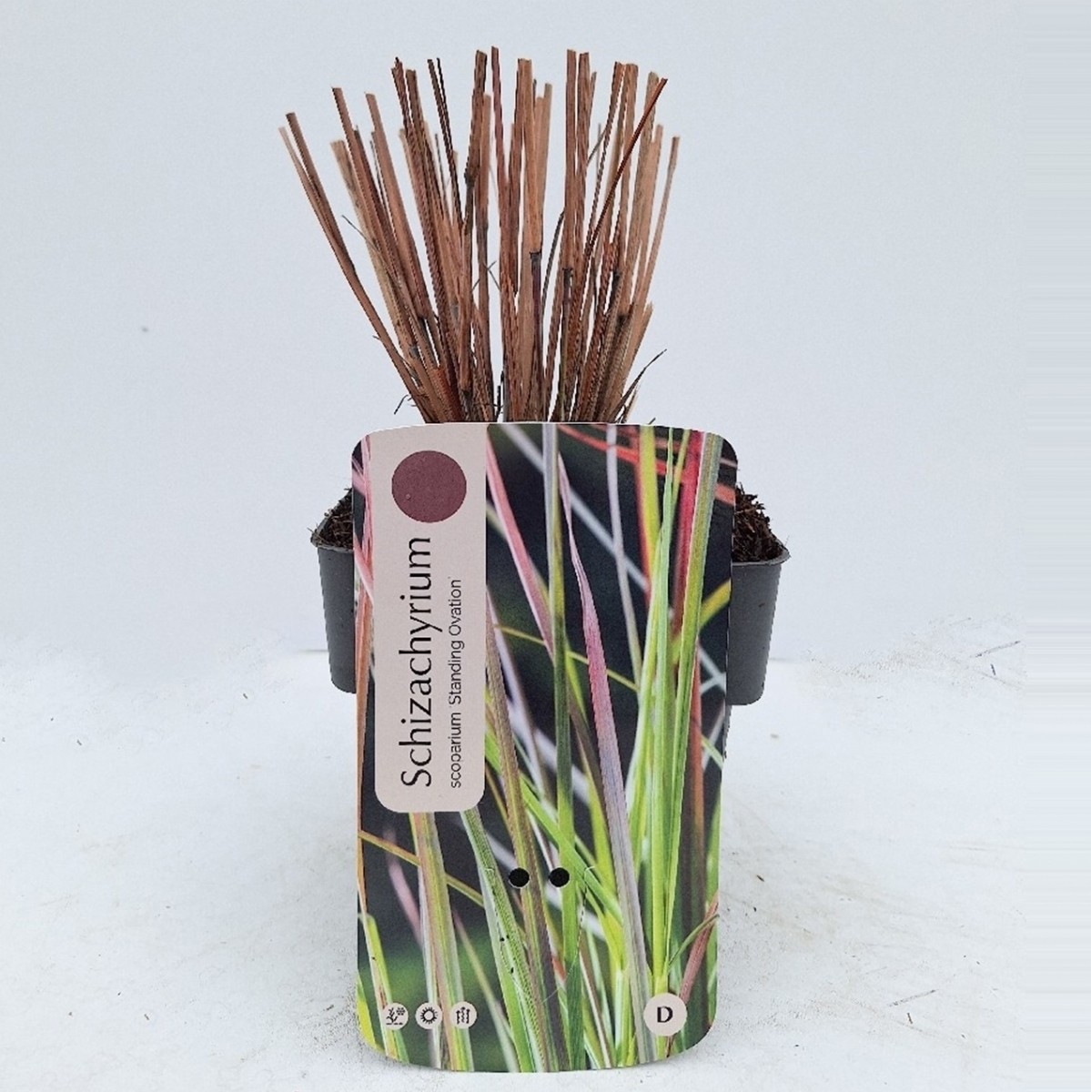 Schizachyrium scoparium 'Standing Ovation'