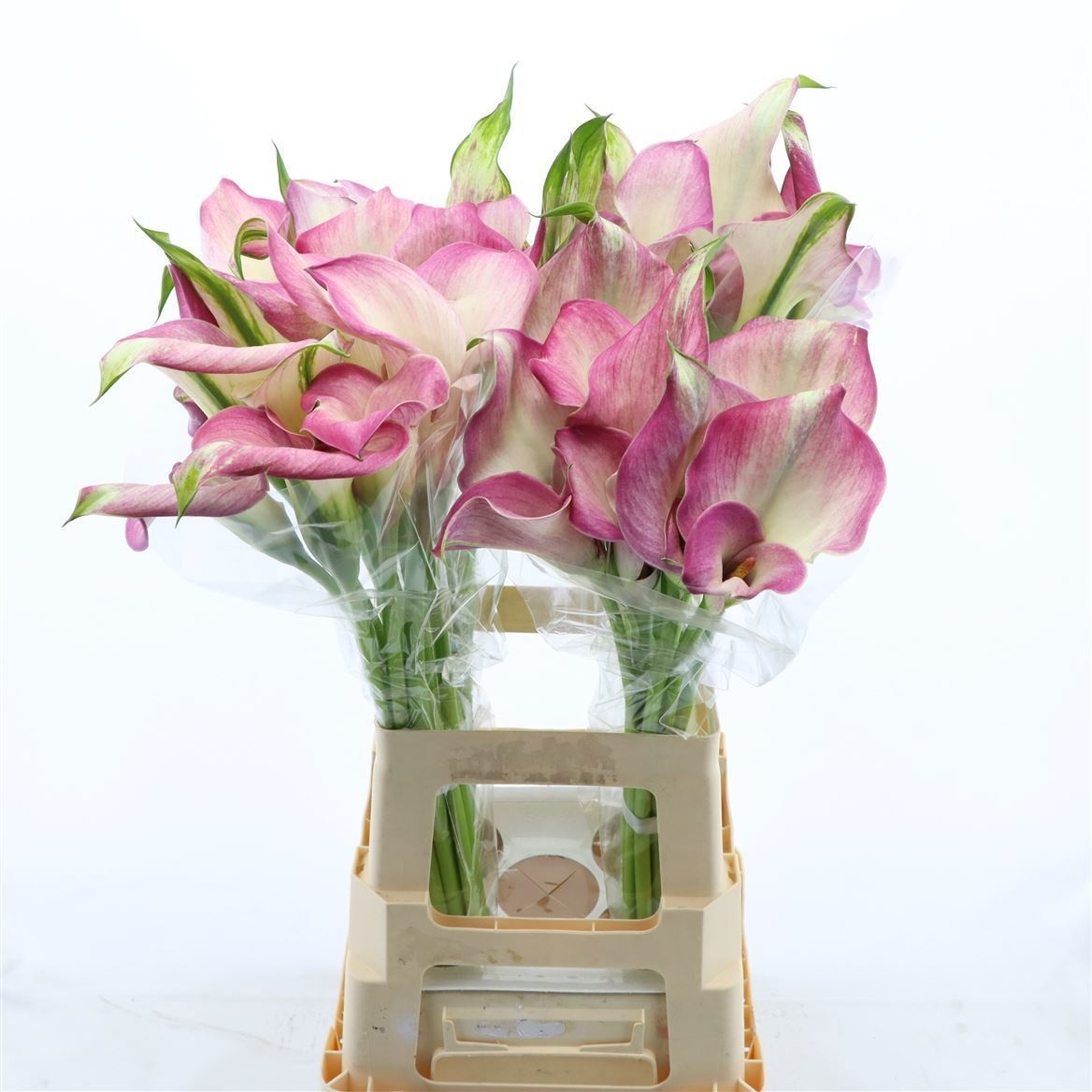 Calla Denver 60cm