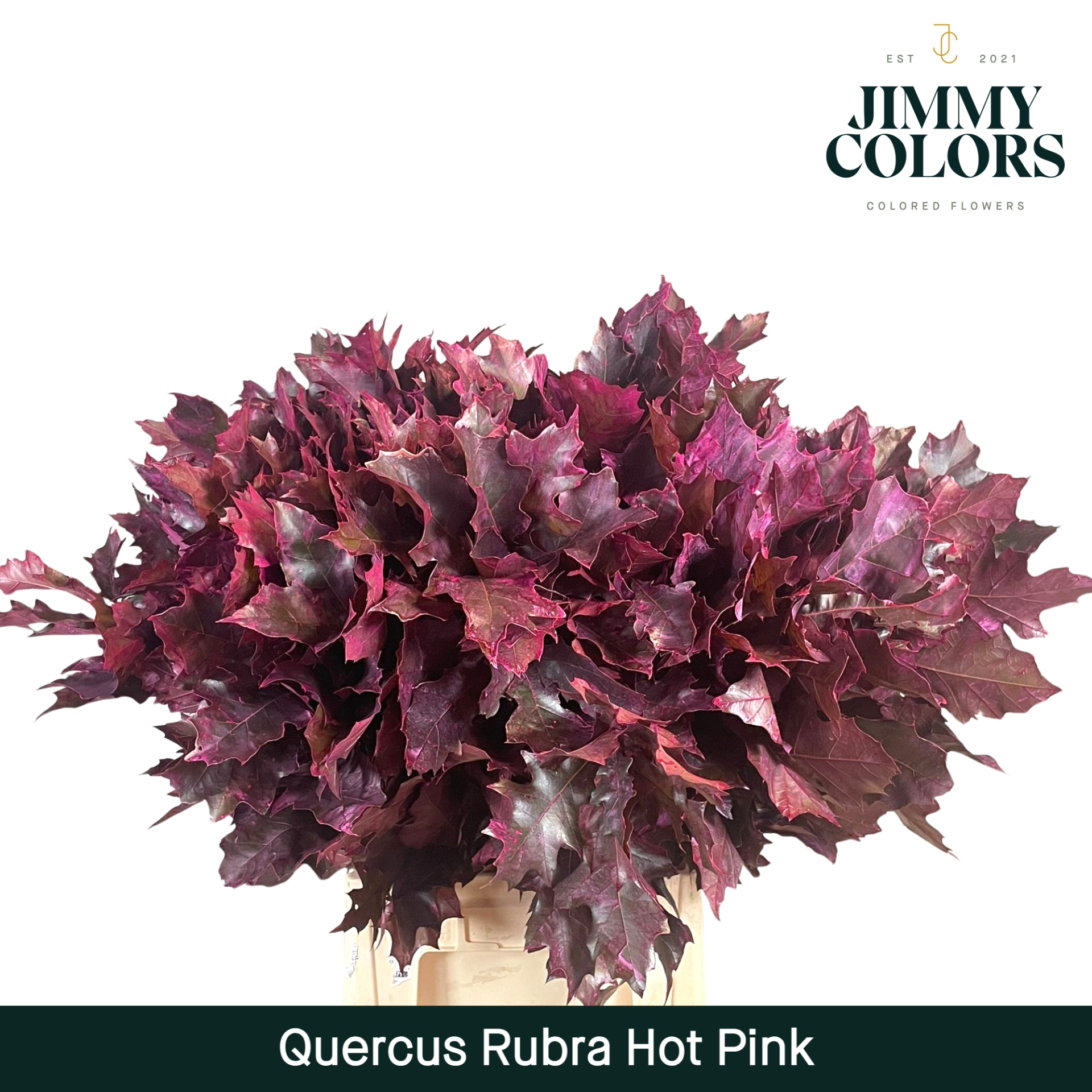 Quercus Rubra L80 Hot Pink