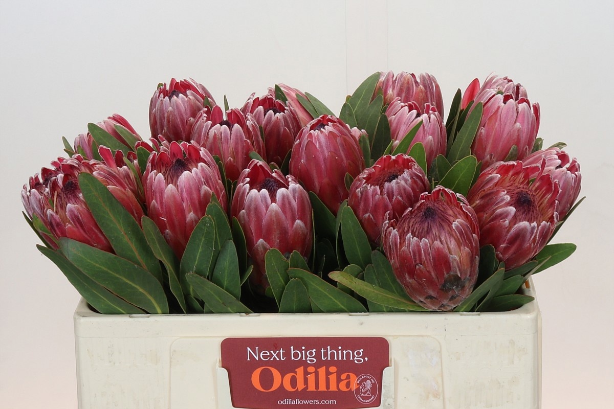 Protea Pink Ice 50cm