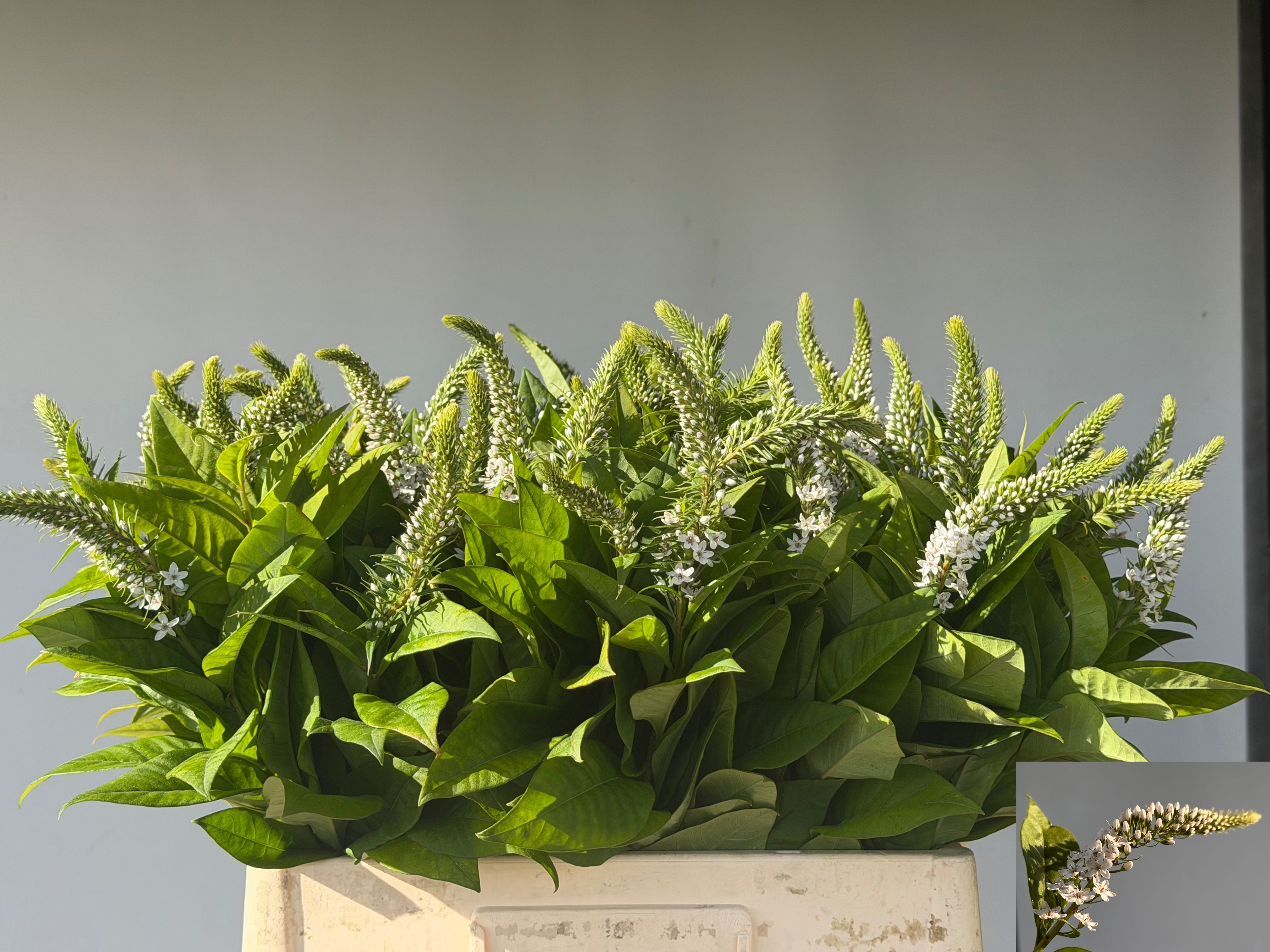 Lysimachia Clethroides 60cm
