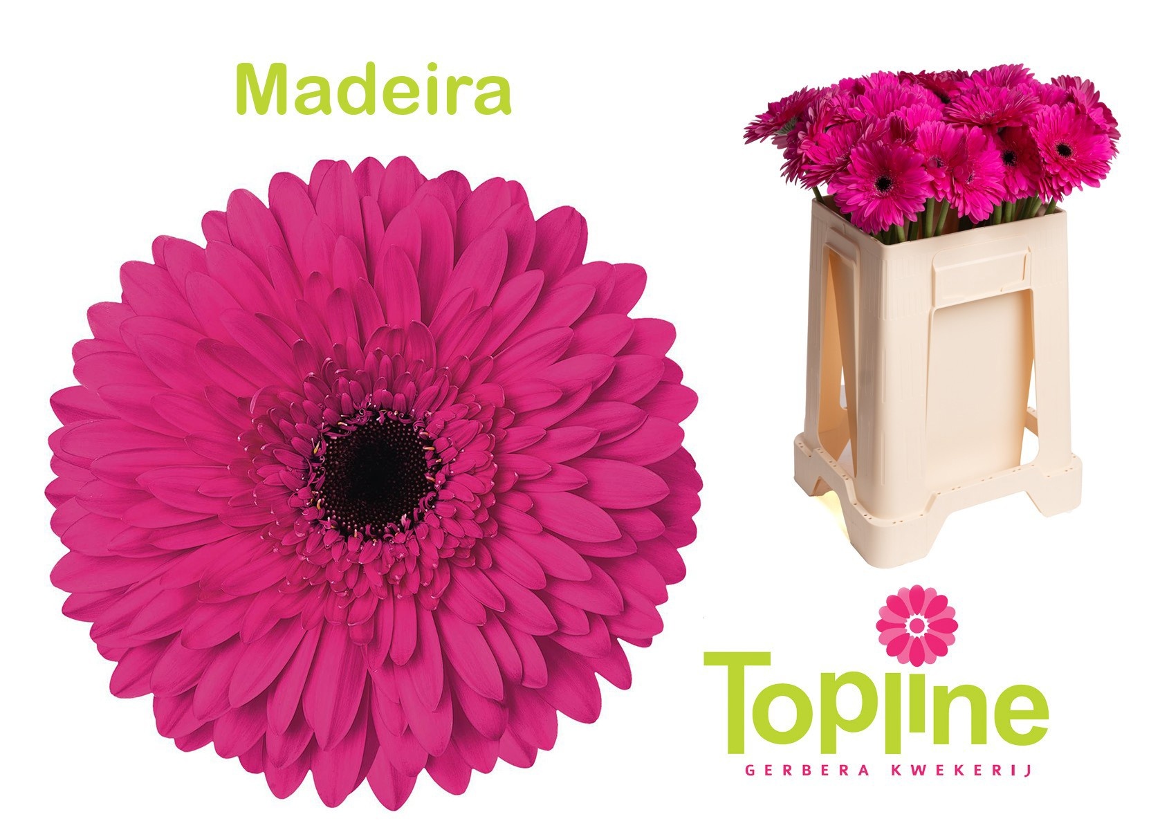 Ge Gr Madeira