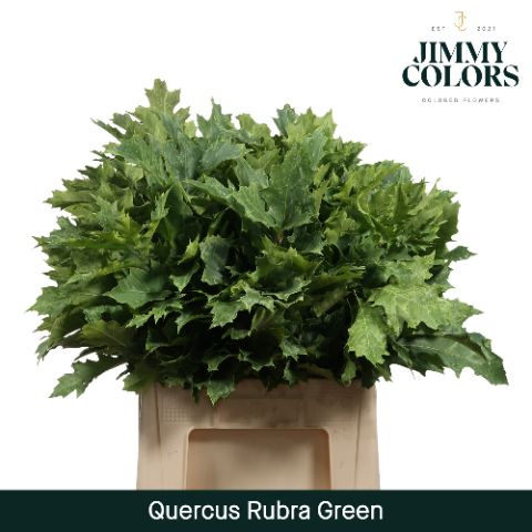 Quercus Rubra L60 Green