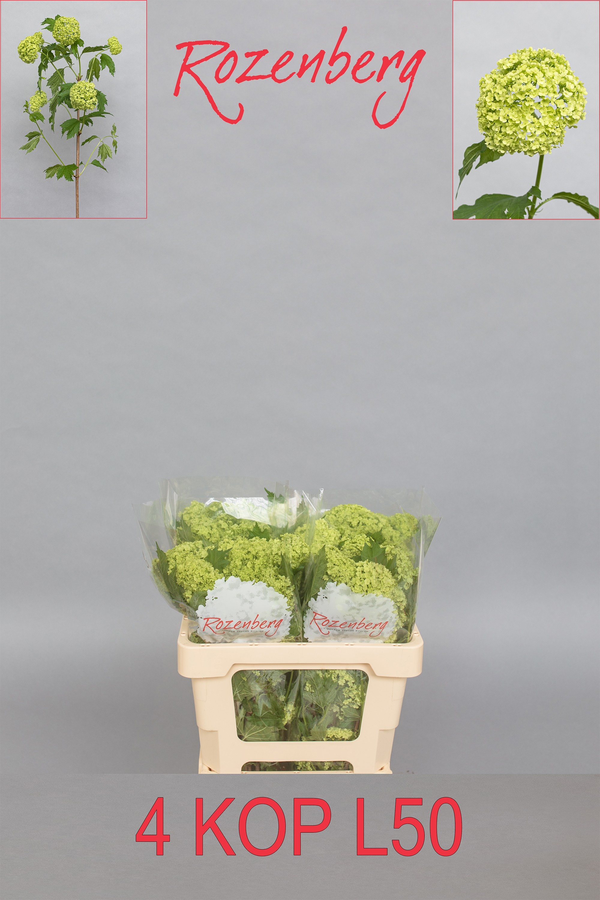 Viburnum Roseum 50cm 4