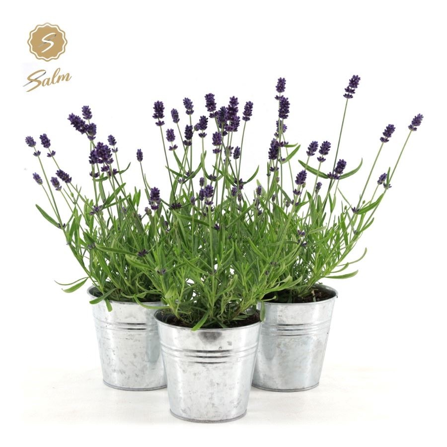 Picture of Lavandula ang. 'Felice'® Collection P10,5 in Zinc Old-Look