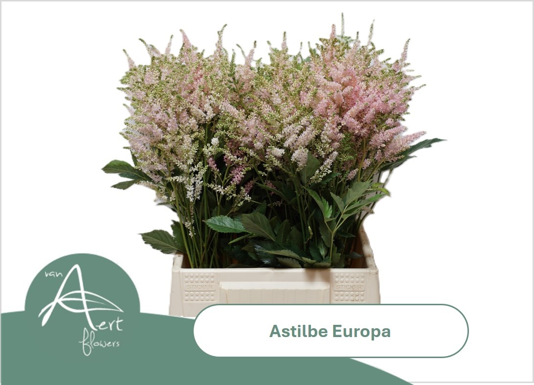 Astilbe Europa 50cm