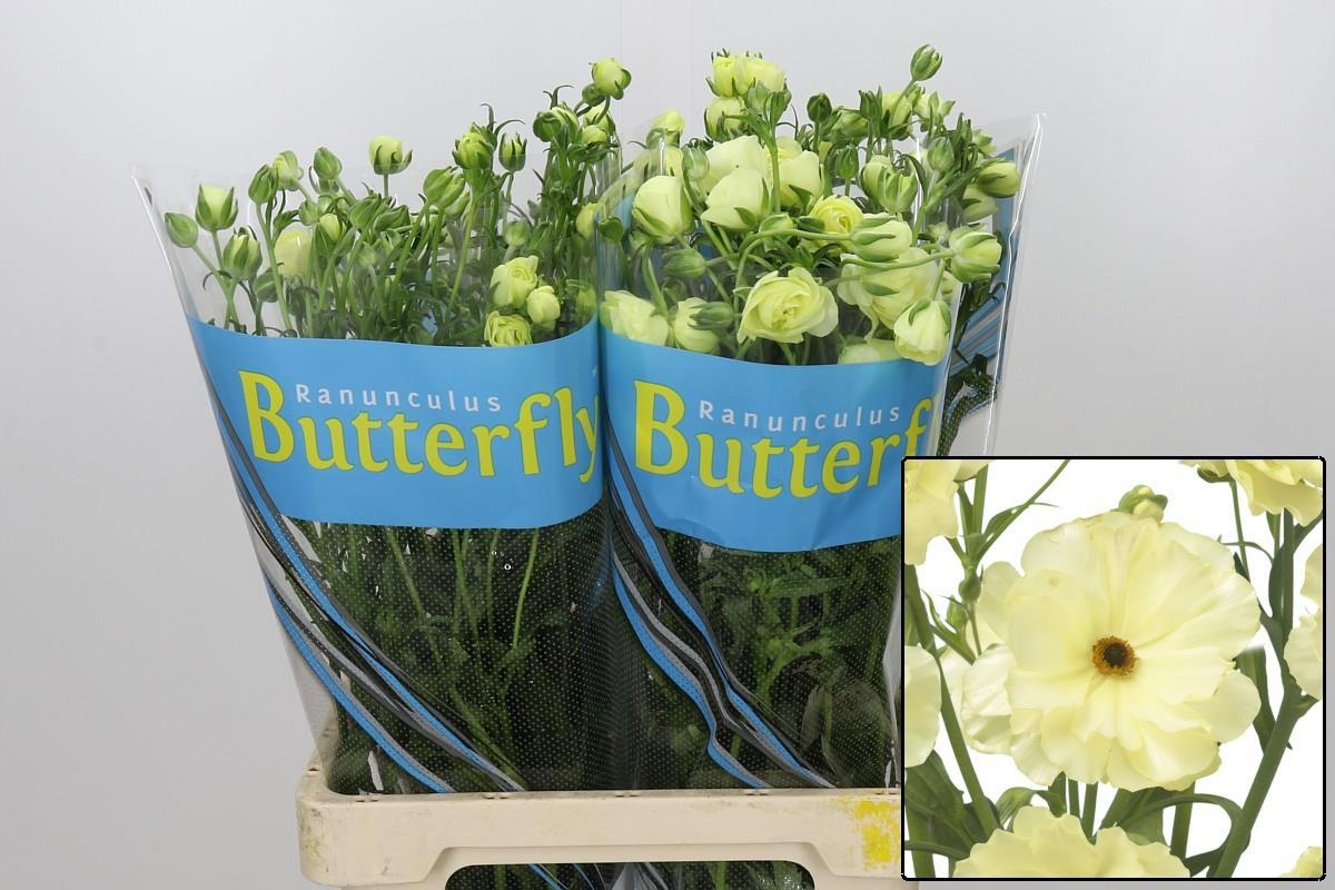Ranunculus Butterfly Litai 70cm