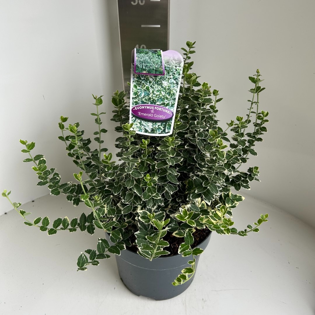 Picture of Euonymus fort. Emerald 'n Gaiety P23 (5 Ltr)