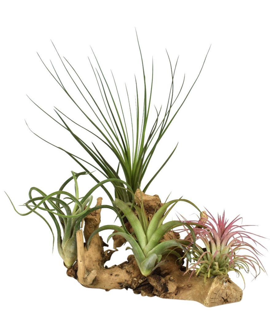 Arr Tillandsia 17P 17H 11bloei