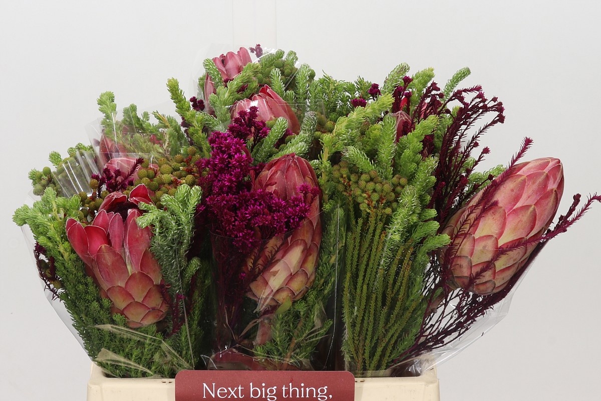 Protea Bouquet Per Bunch 40cm