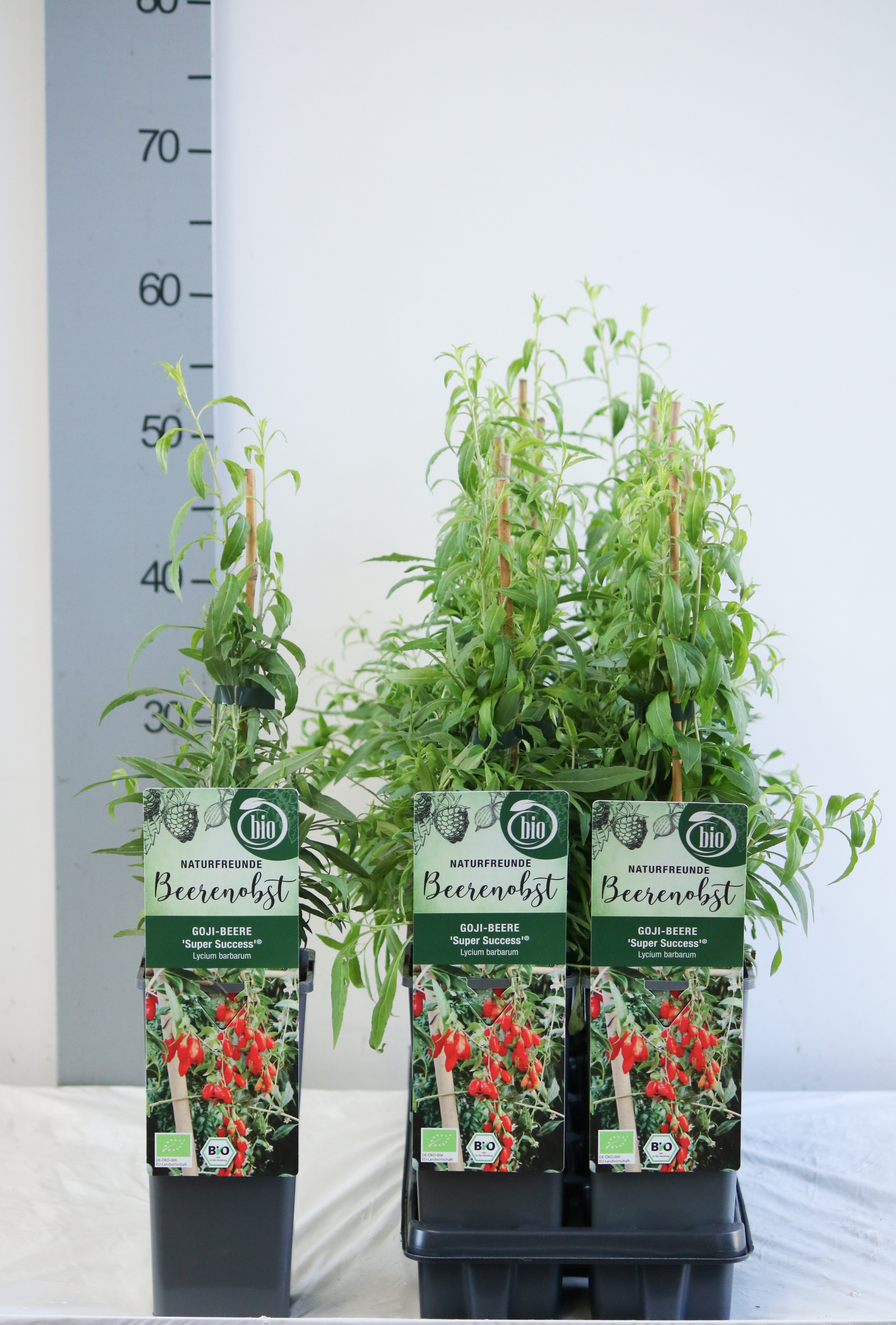 Lycium barbarum 'Super Success'' bio
