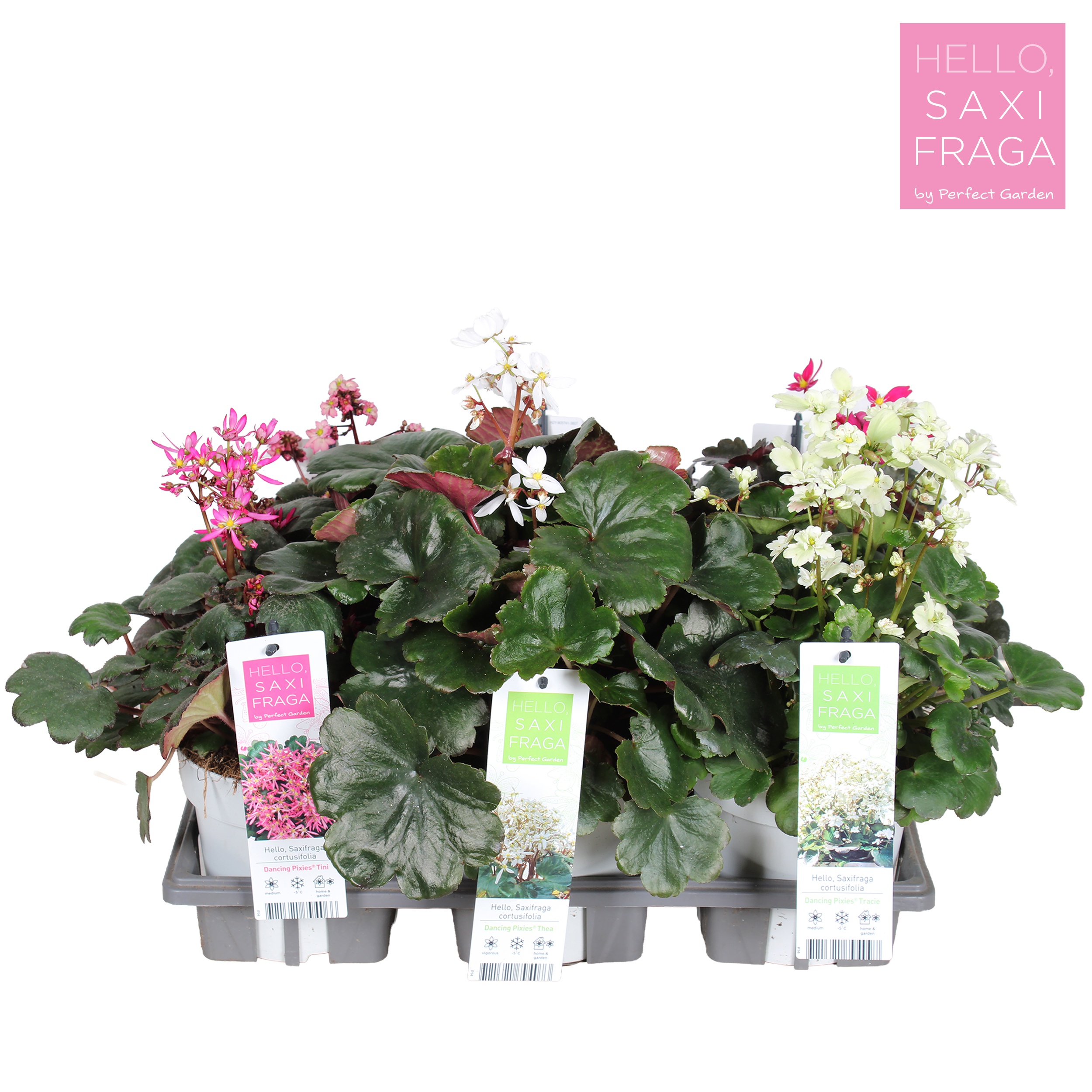 Saxifraga Dancing Pixies® mix tray