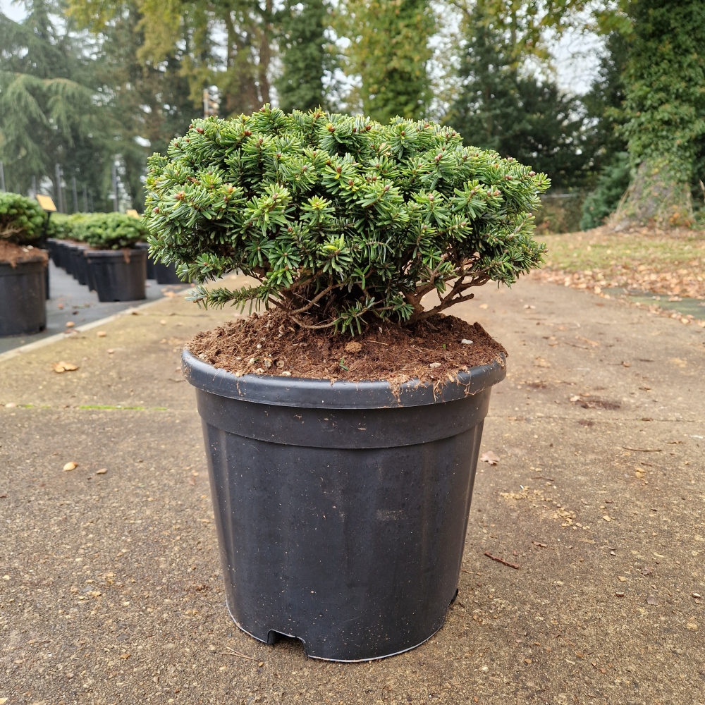 Picture of Abies koreana Brillant C11 (LOOSE)