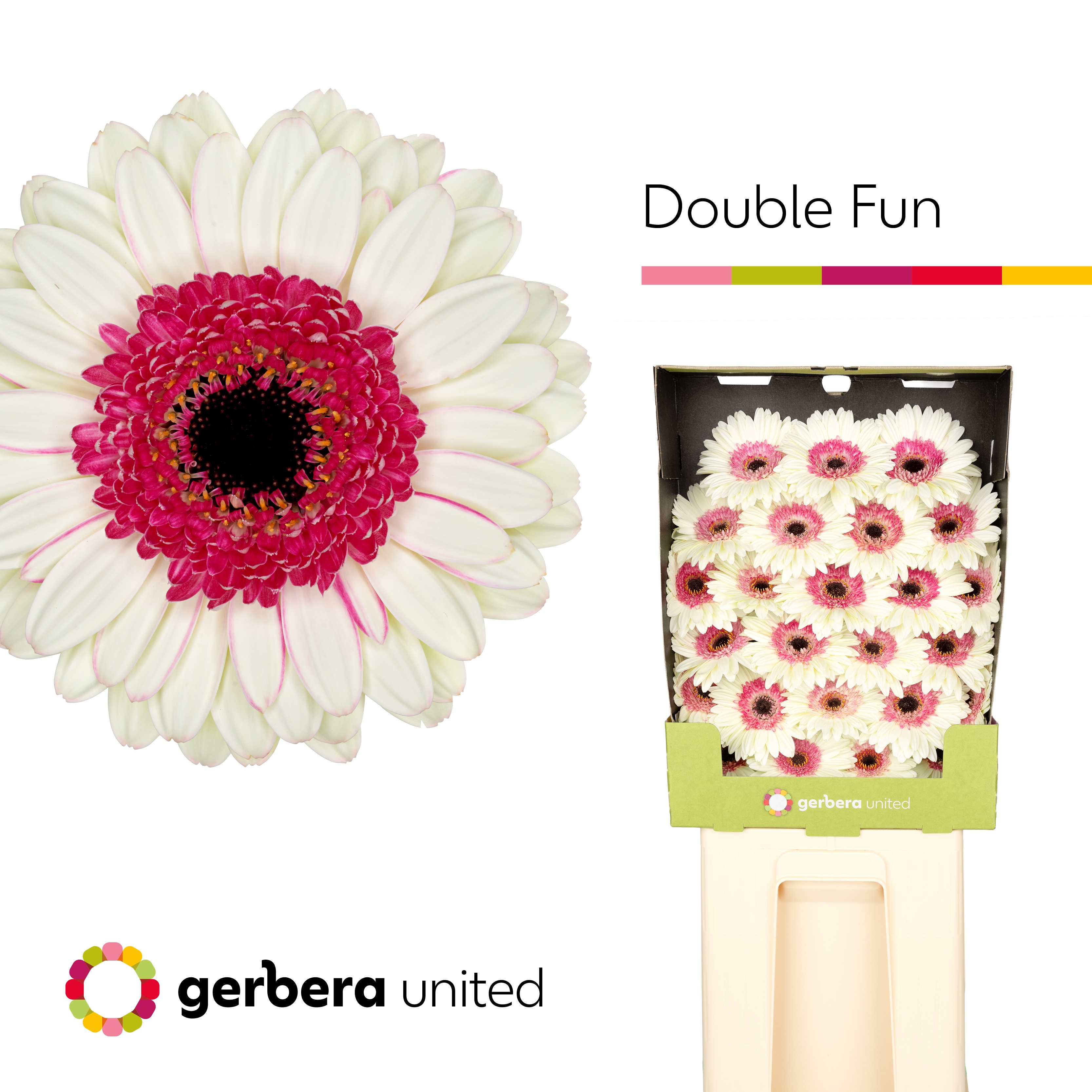 Ge Mi Double Fun