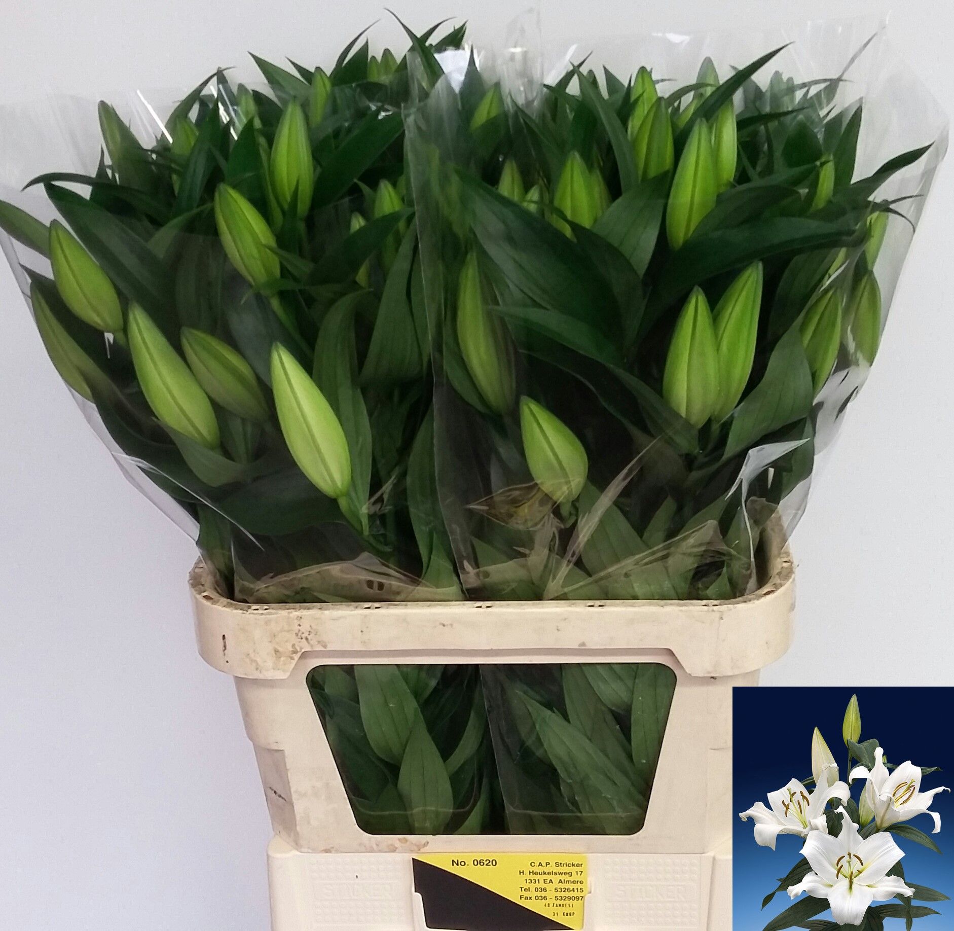 Lilium Ot Zambesi 90cm 4/6bl